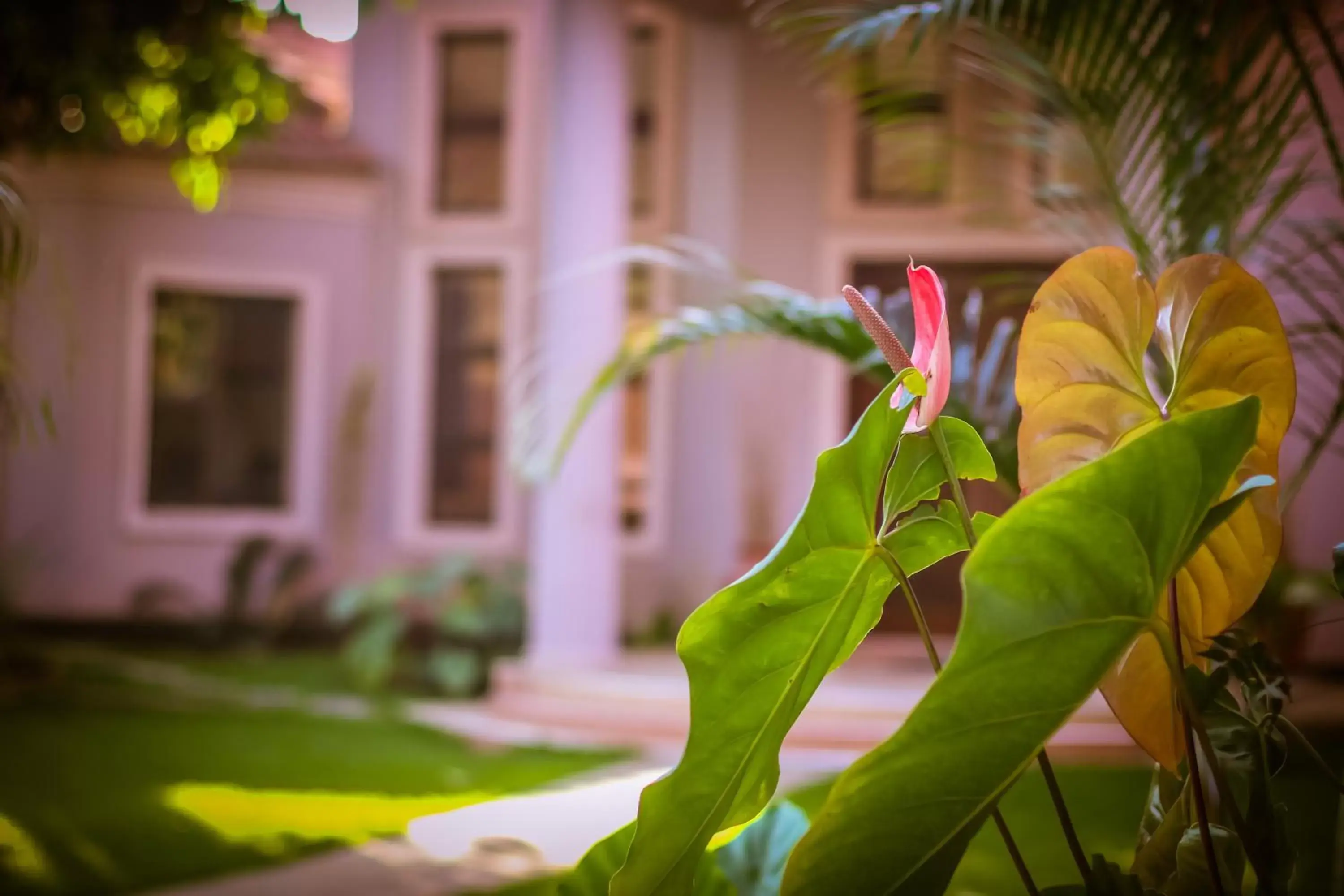 Garden in Zawadi House Lodge