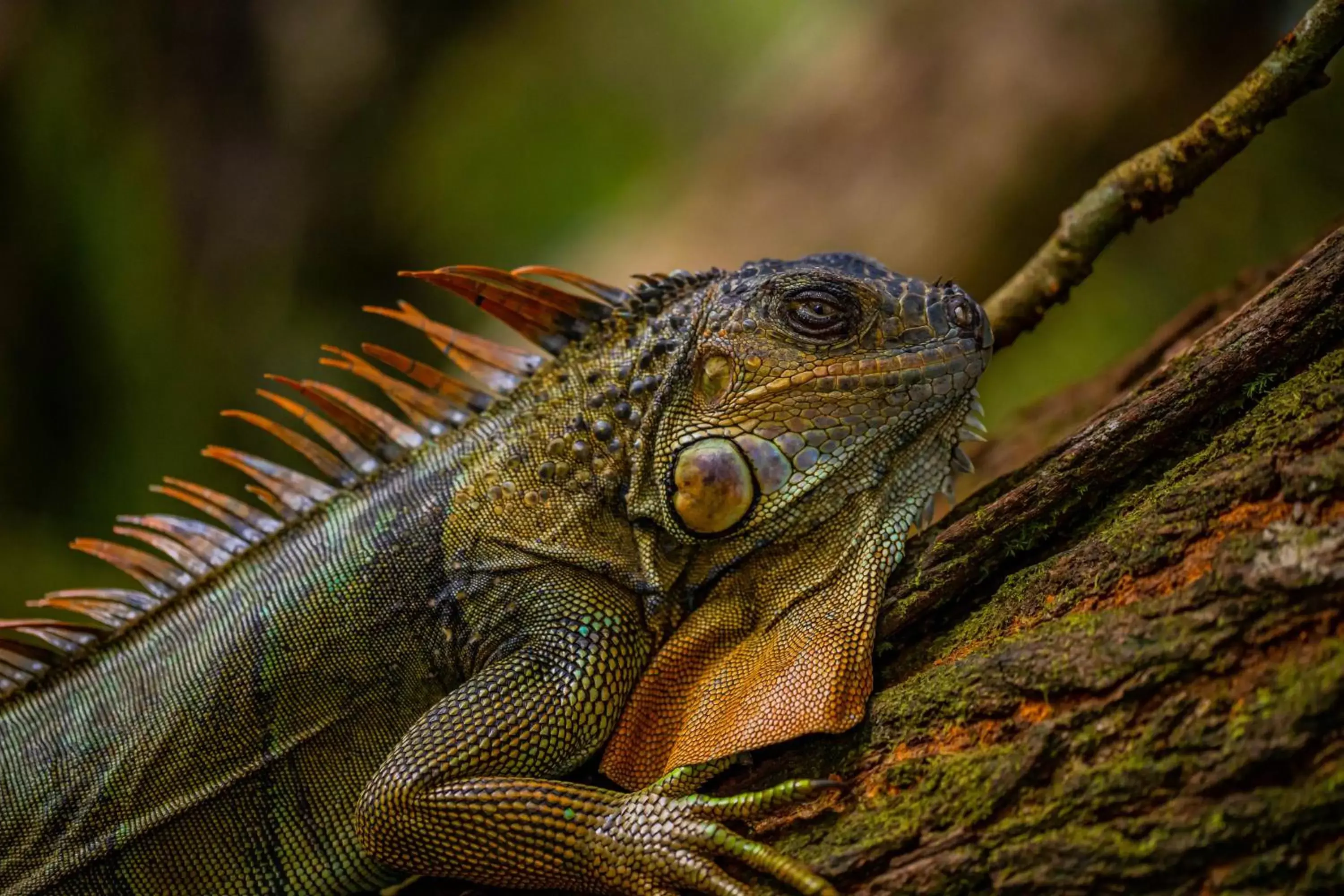 Animals, Other Animals in Noah's Forest Hotel by Tifakara