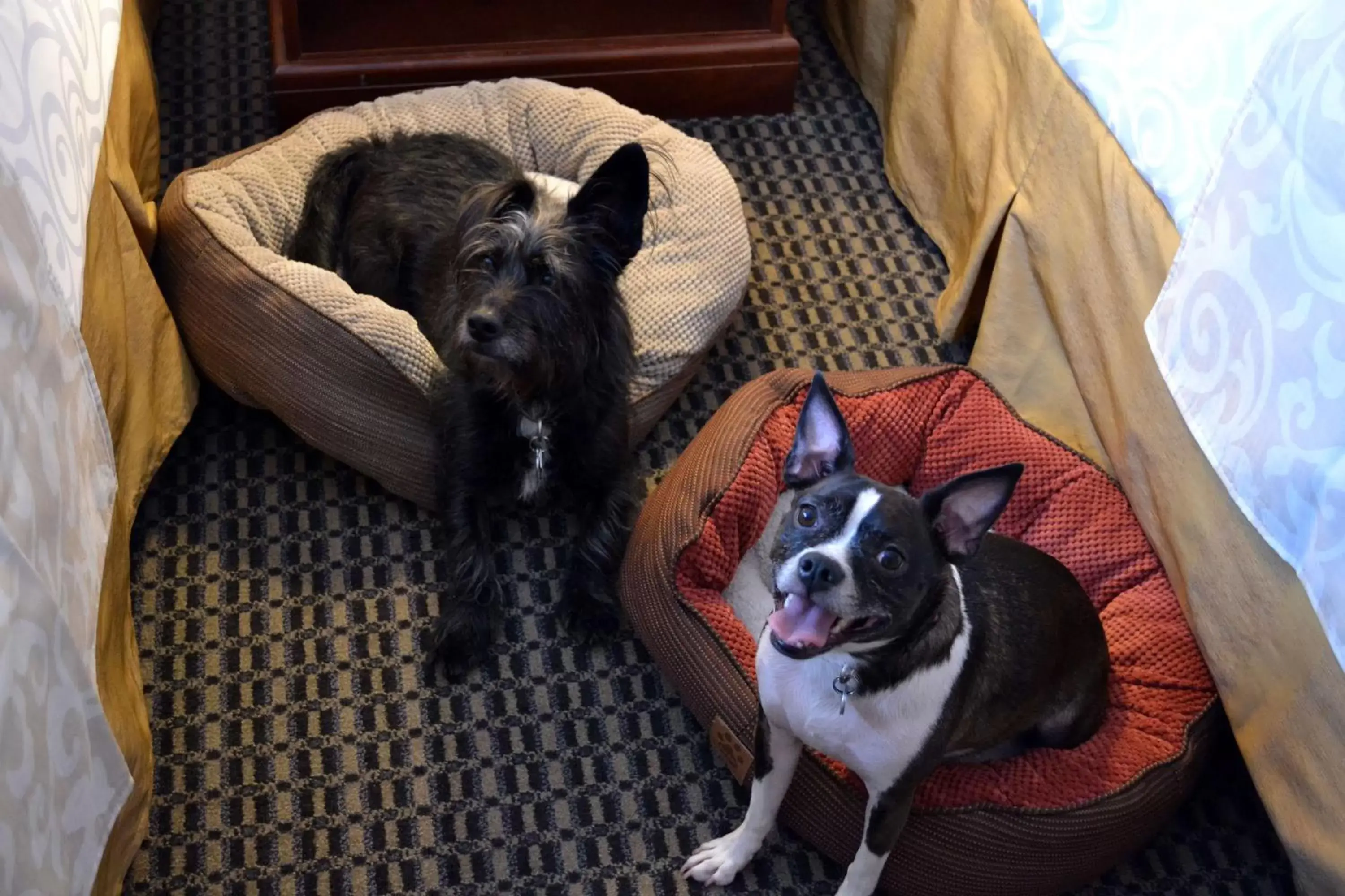 Other, Pets in Best Western Premier Chateau Granville Hotel & Suites & Conference Centre