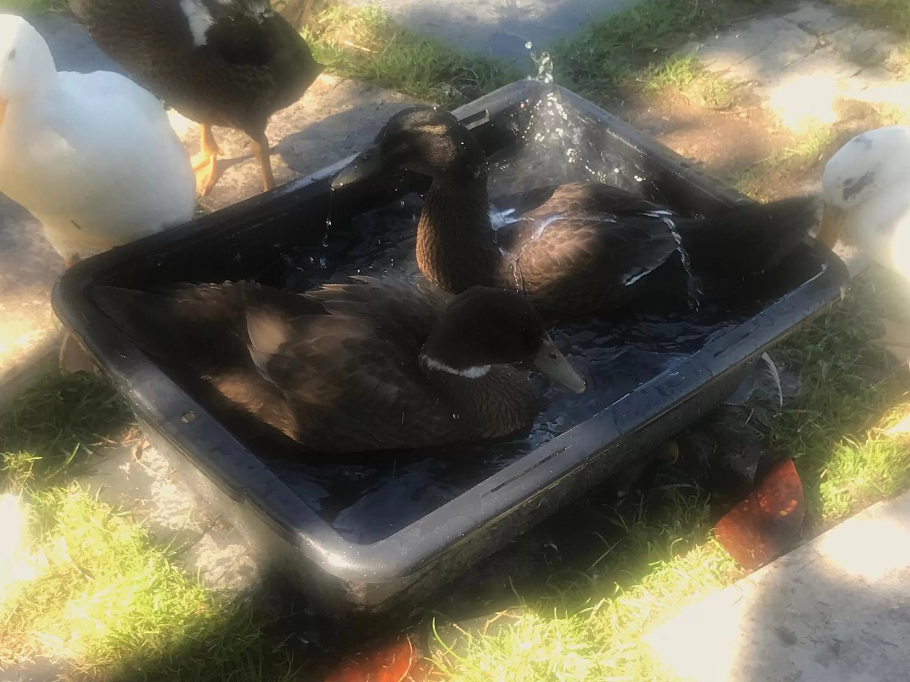 Chez Gustave & Compagnie