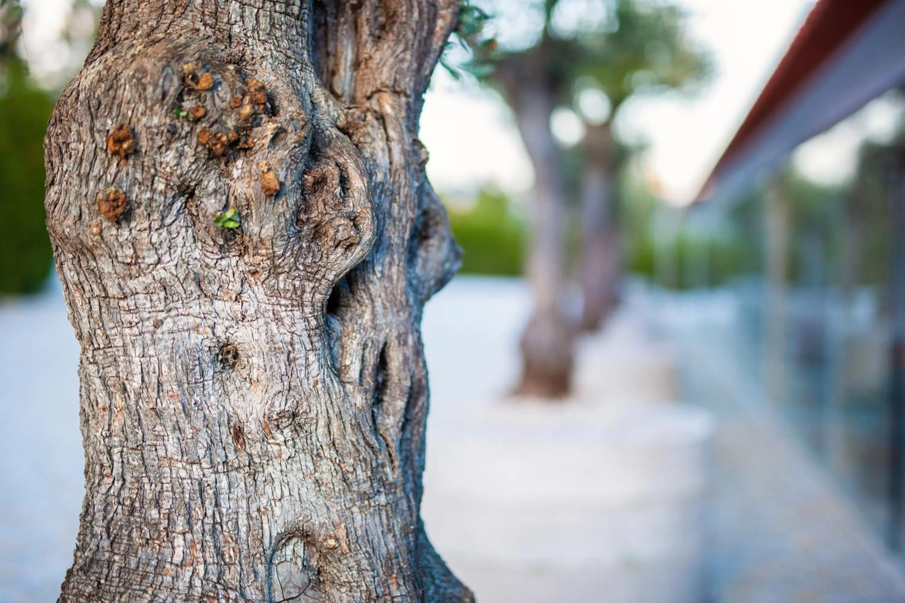 Property building in Fonte Velha