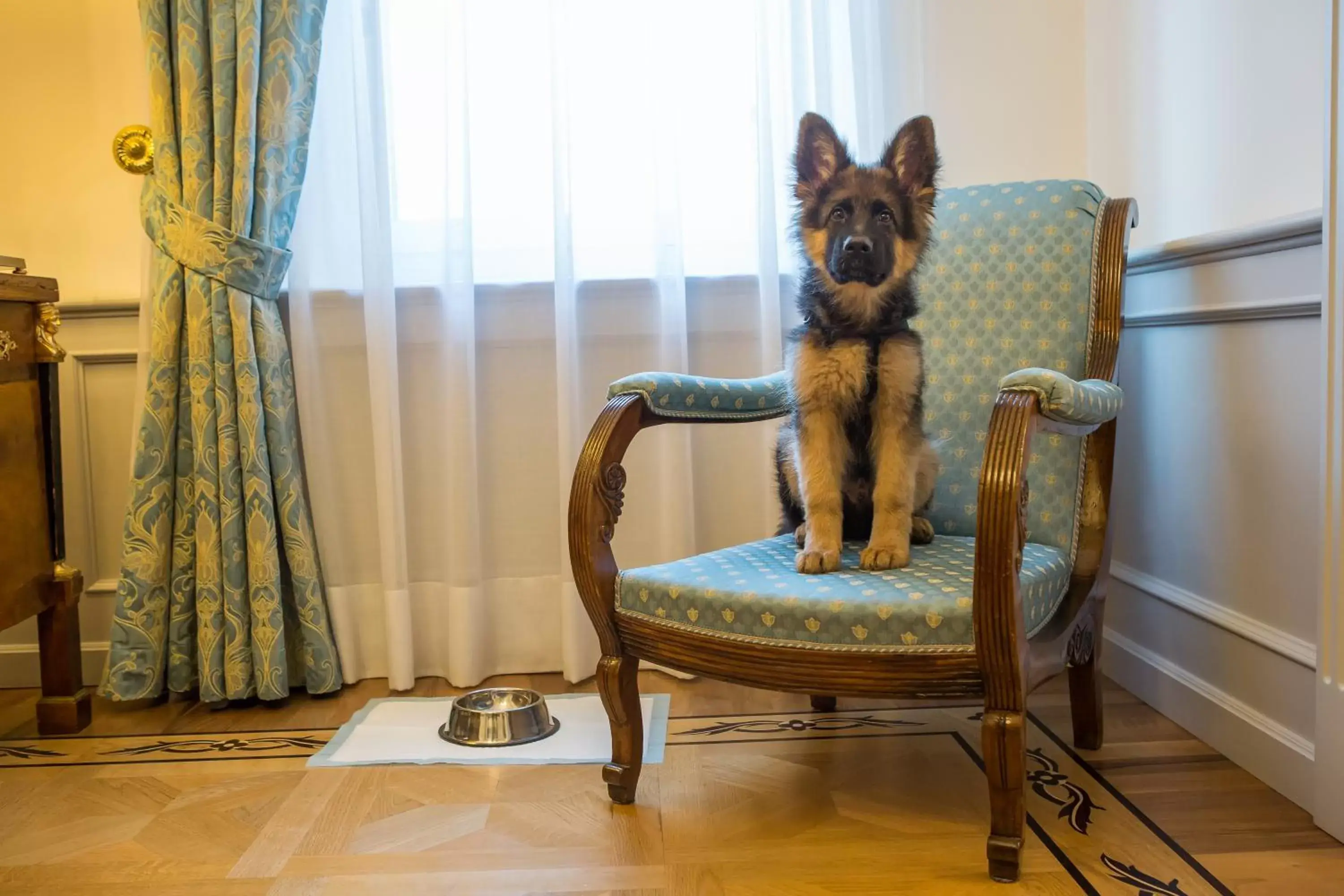 Pets, Seating Area in Due Torri Hotel