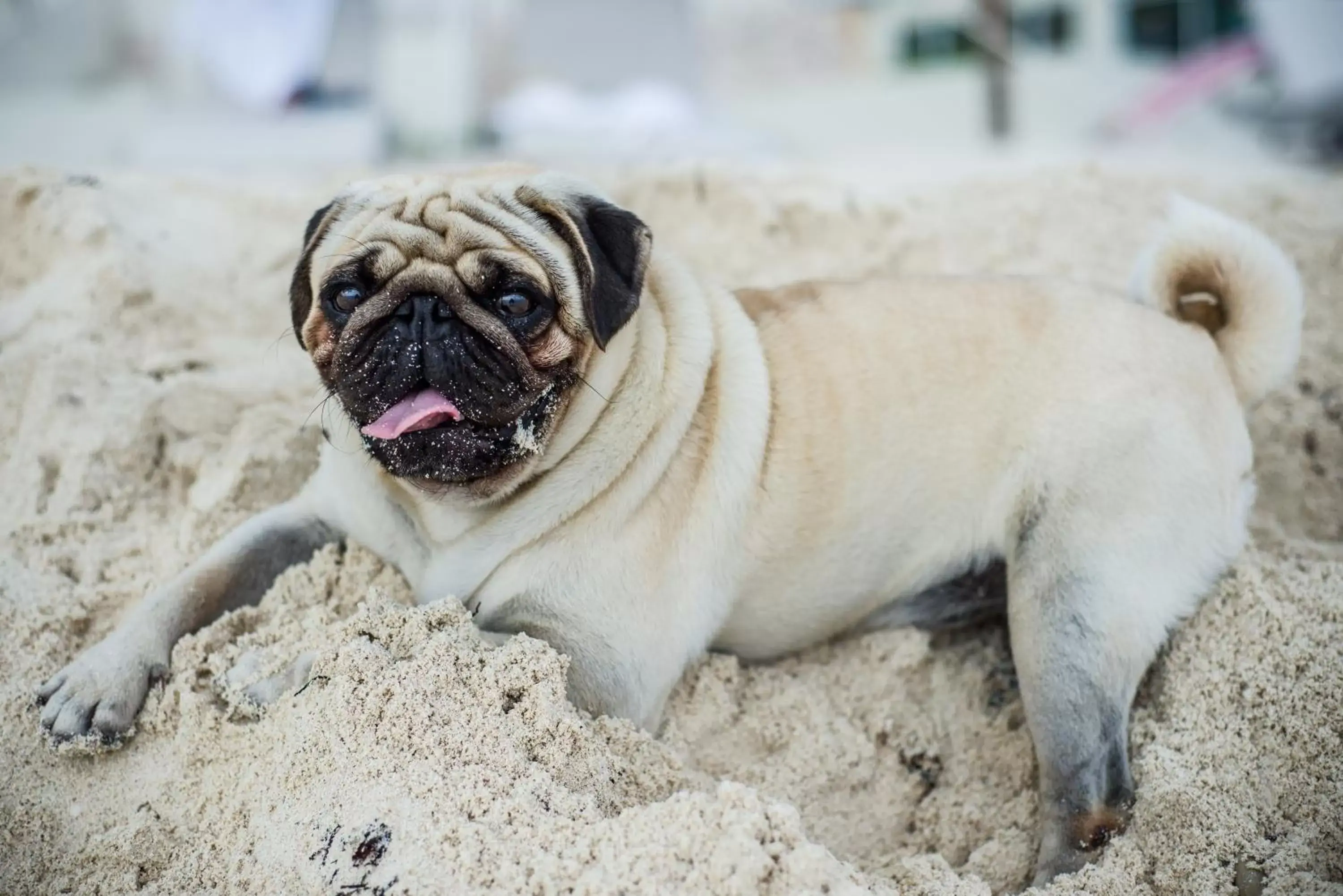 Beach, Pets in Oleo Cancun Playa Boutique All Inclusive Resort