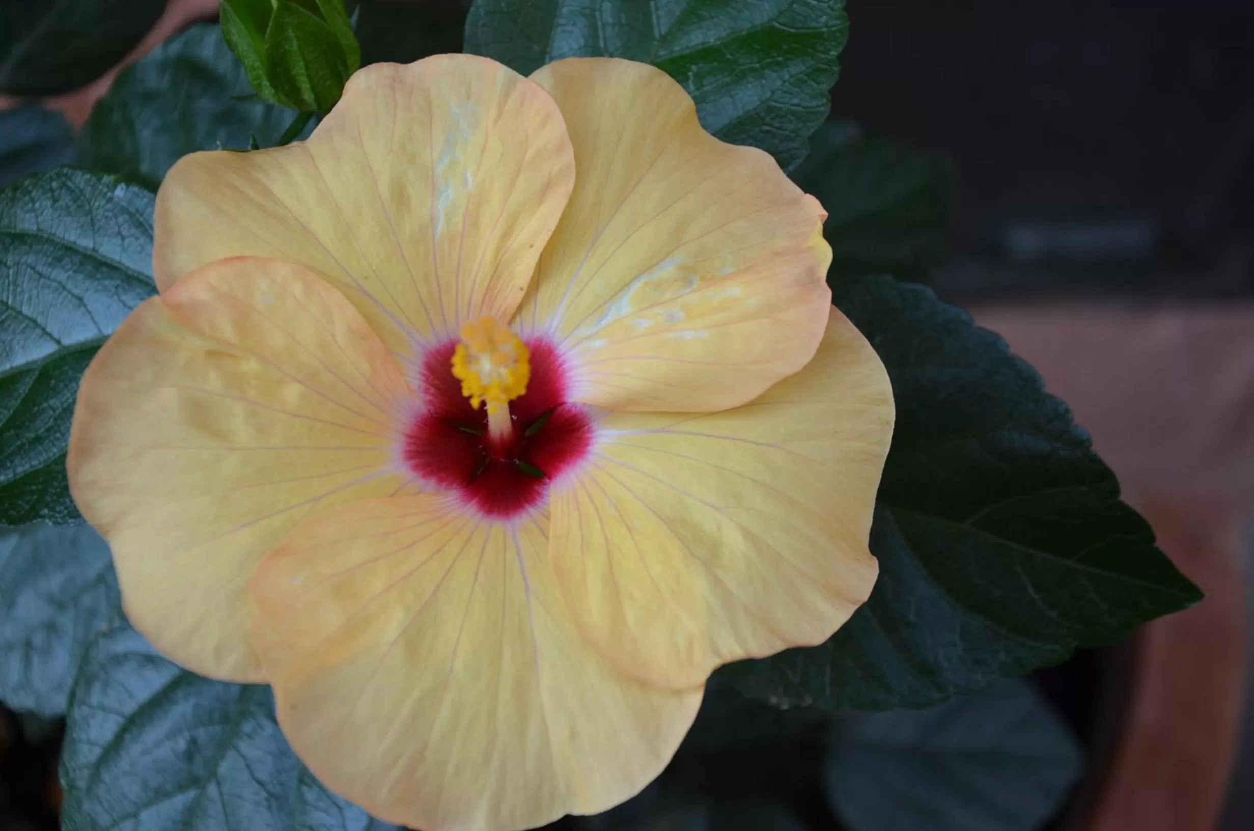 Garden in Il Torrione