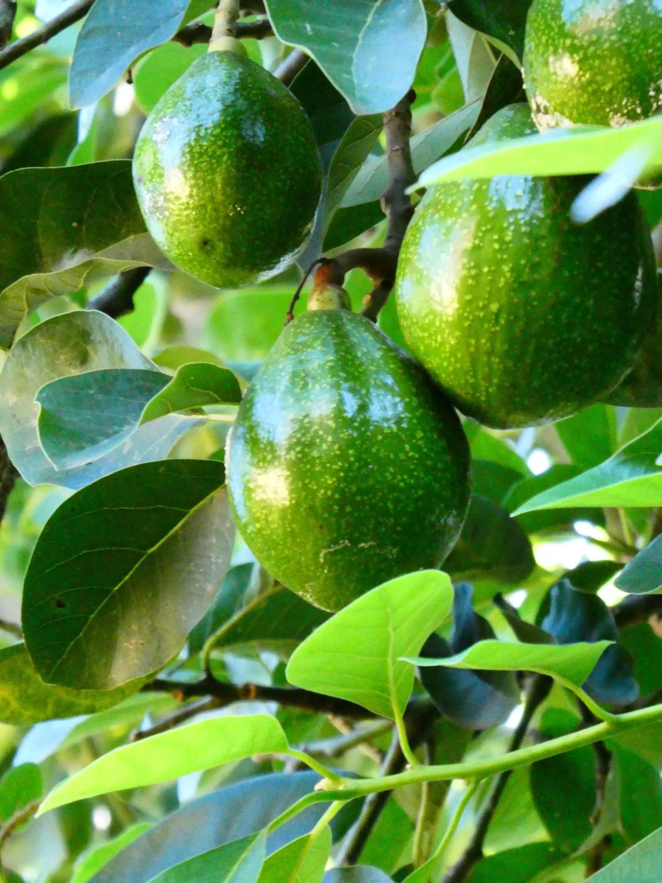 Food in Utamaduni House B&B