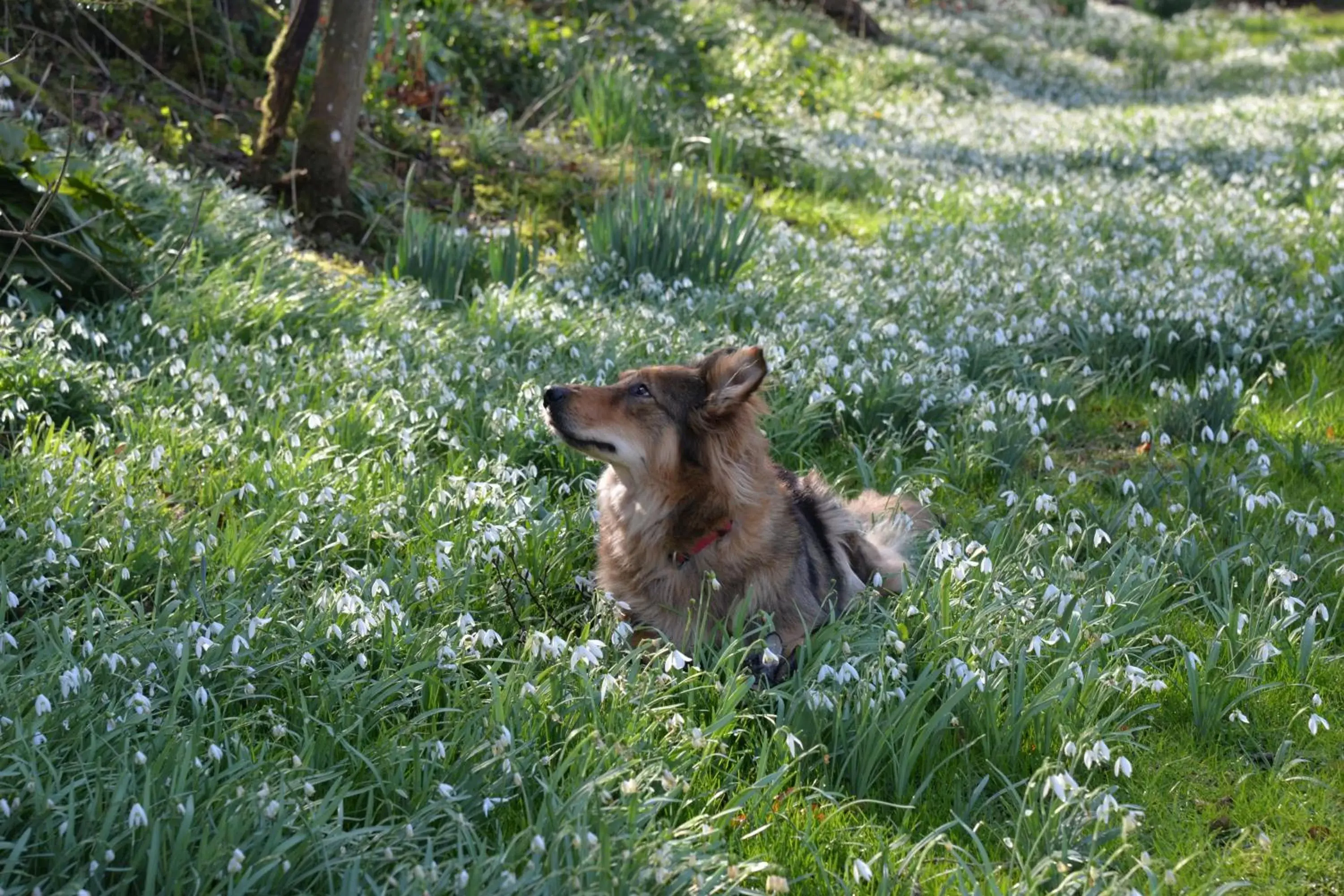 Spring, Pets in Thatchcombe B&B