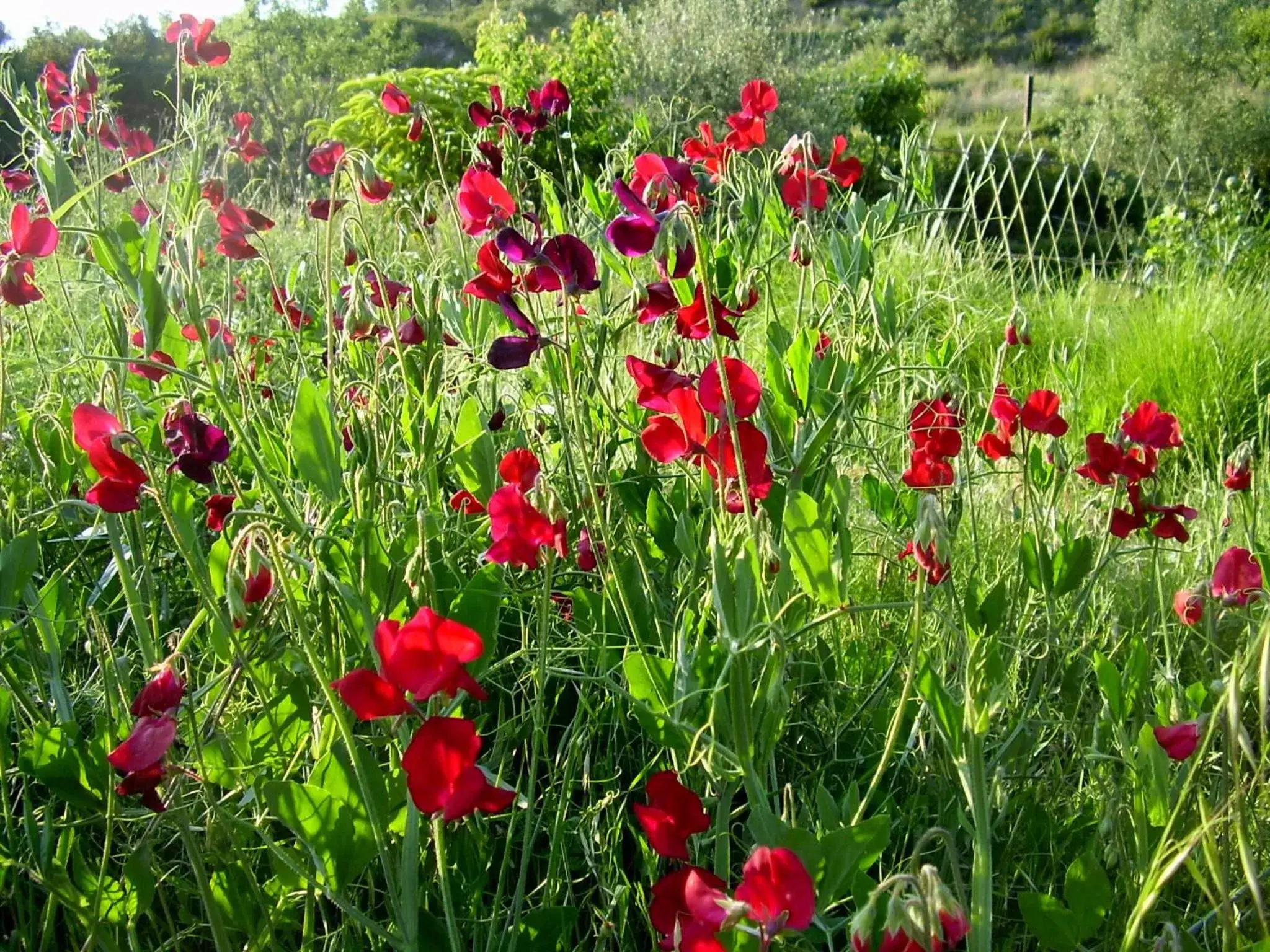 Garden in Sharíqua