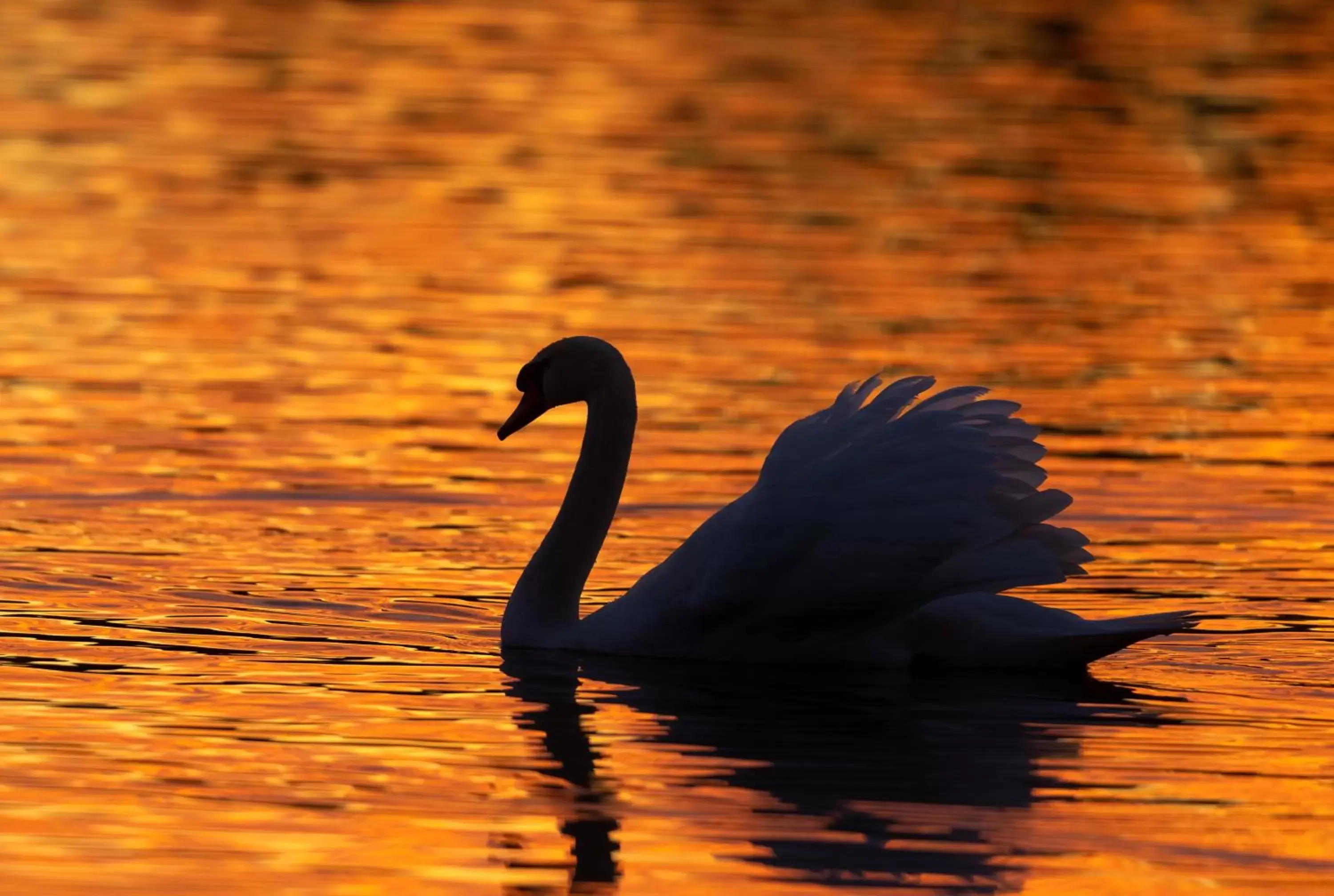 Natural landscape, Other Animals in Cadmore Lodge Bed & Breakfast