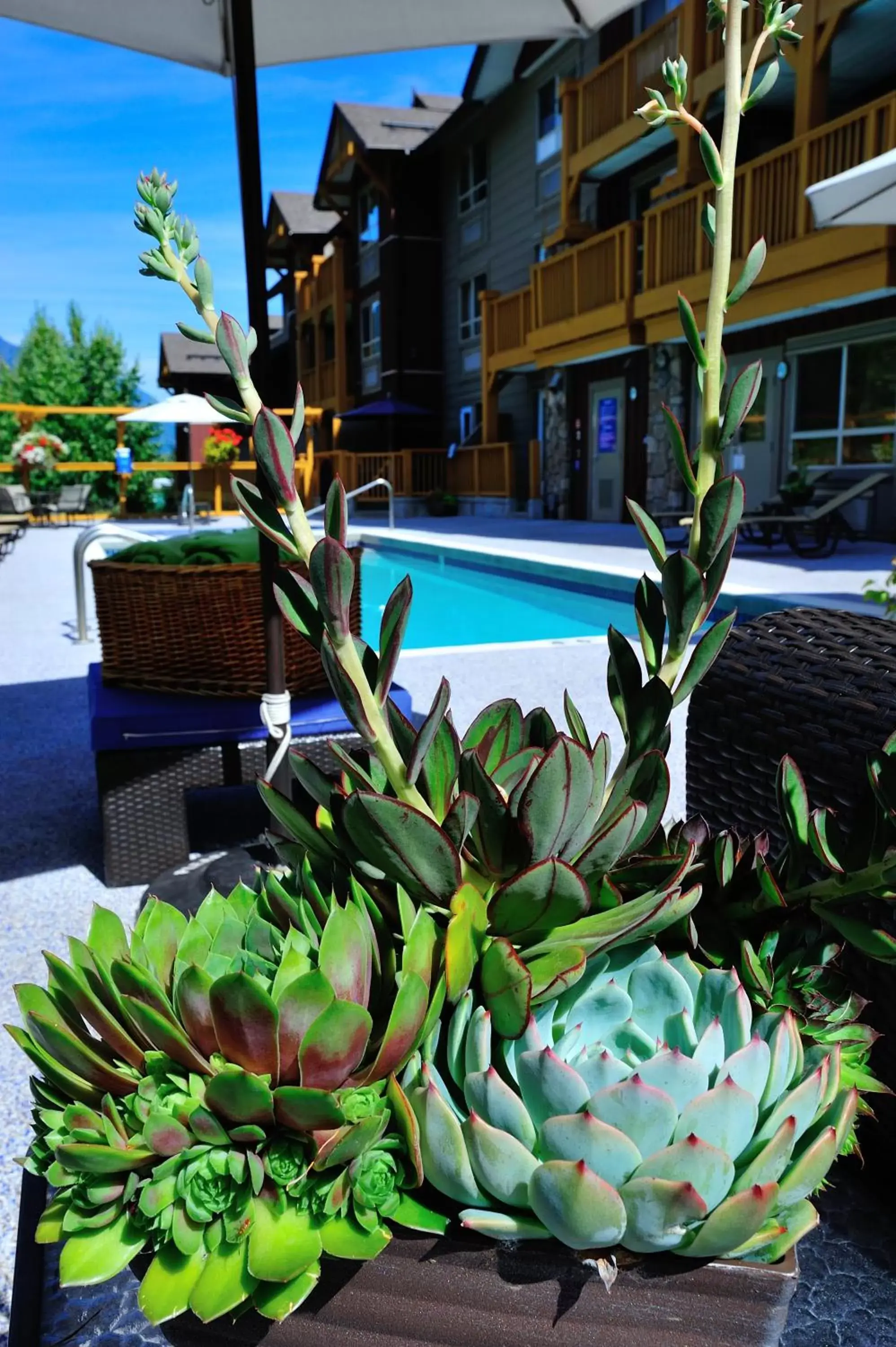 Decorative detail, Swimming Pool in Pemberton Valley Lodge