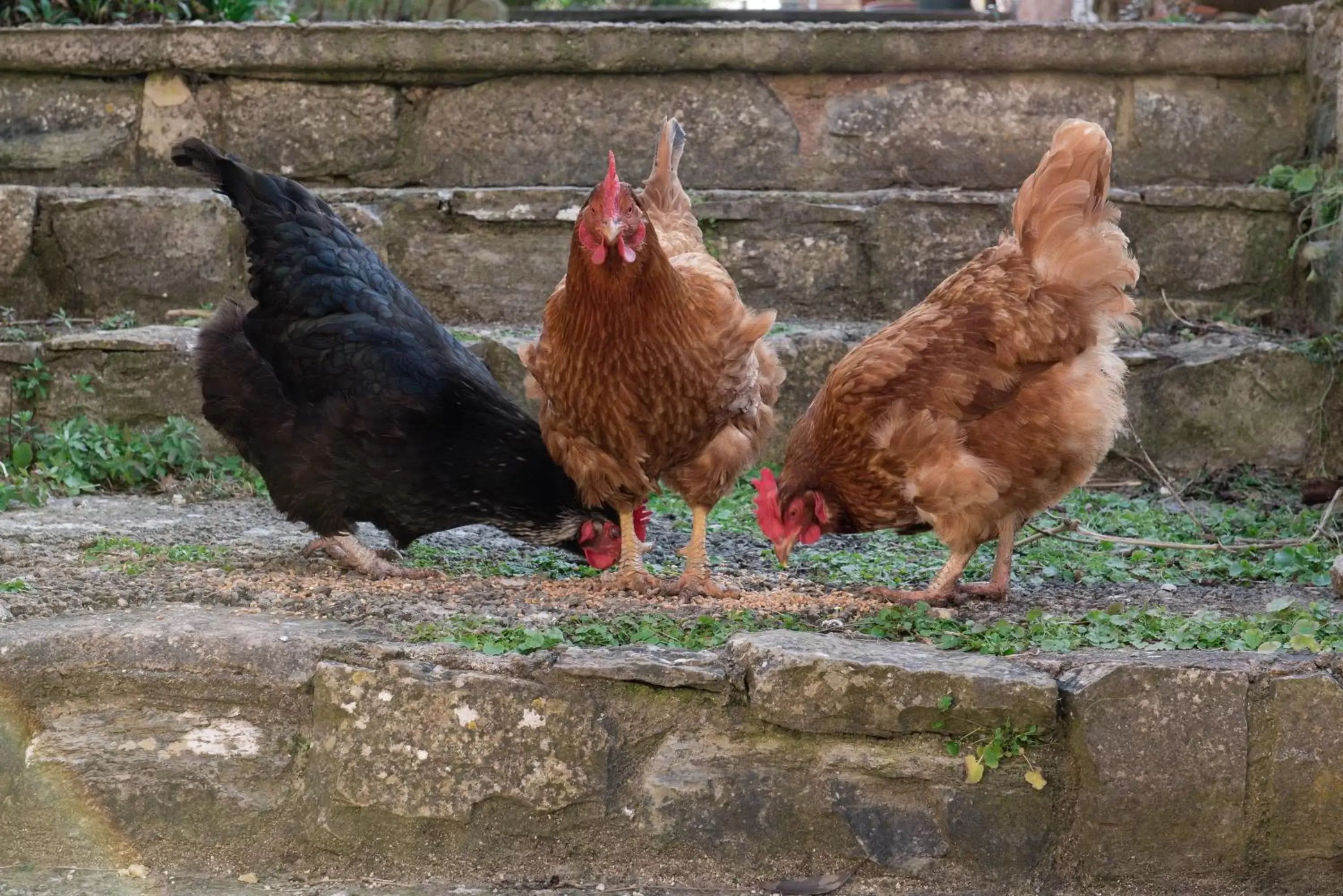 Garden, Other Animals in The School House