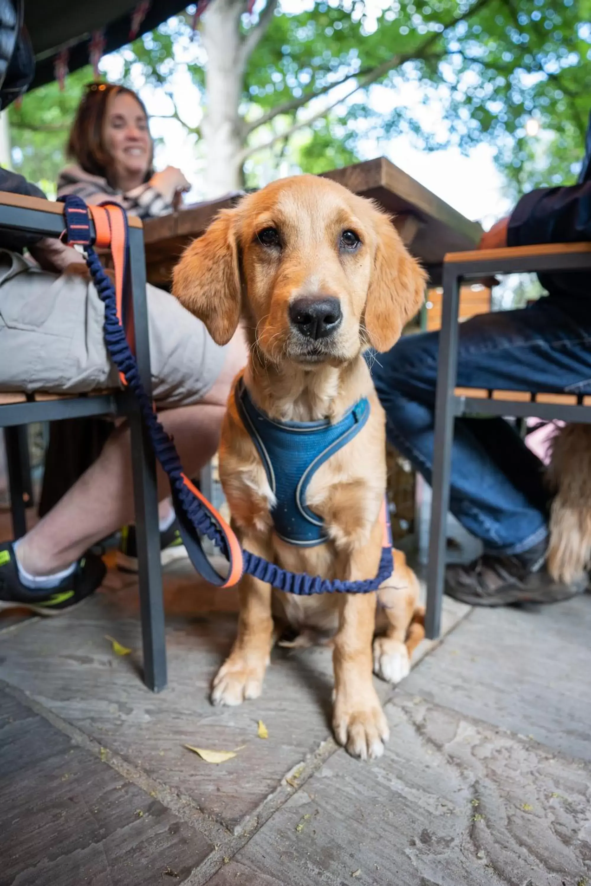 Pets in The Bridge