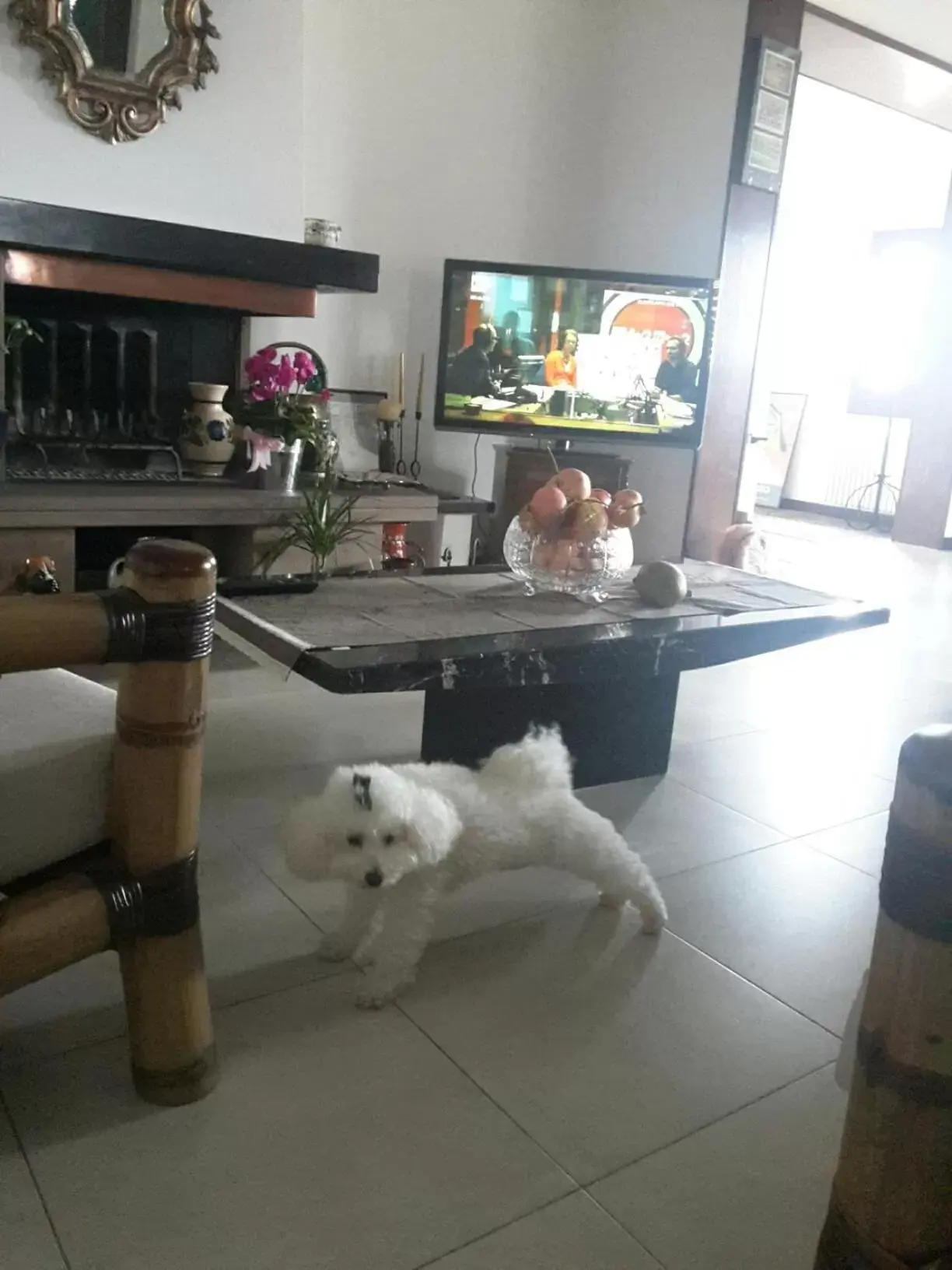 Living room, Pets in B&B L'Orologio