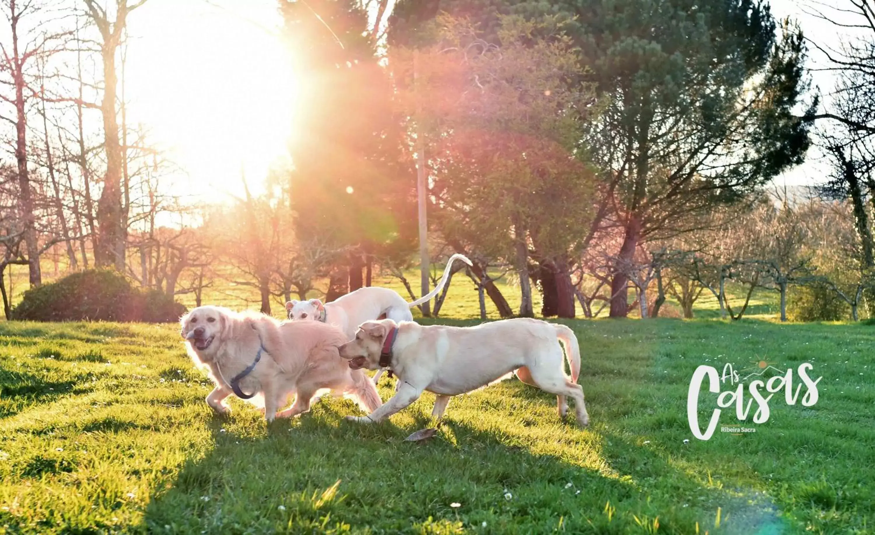 Animals in As Casas Ribeira Sacra