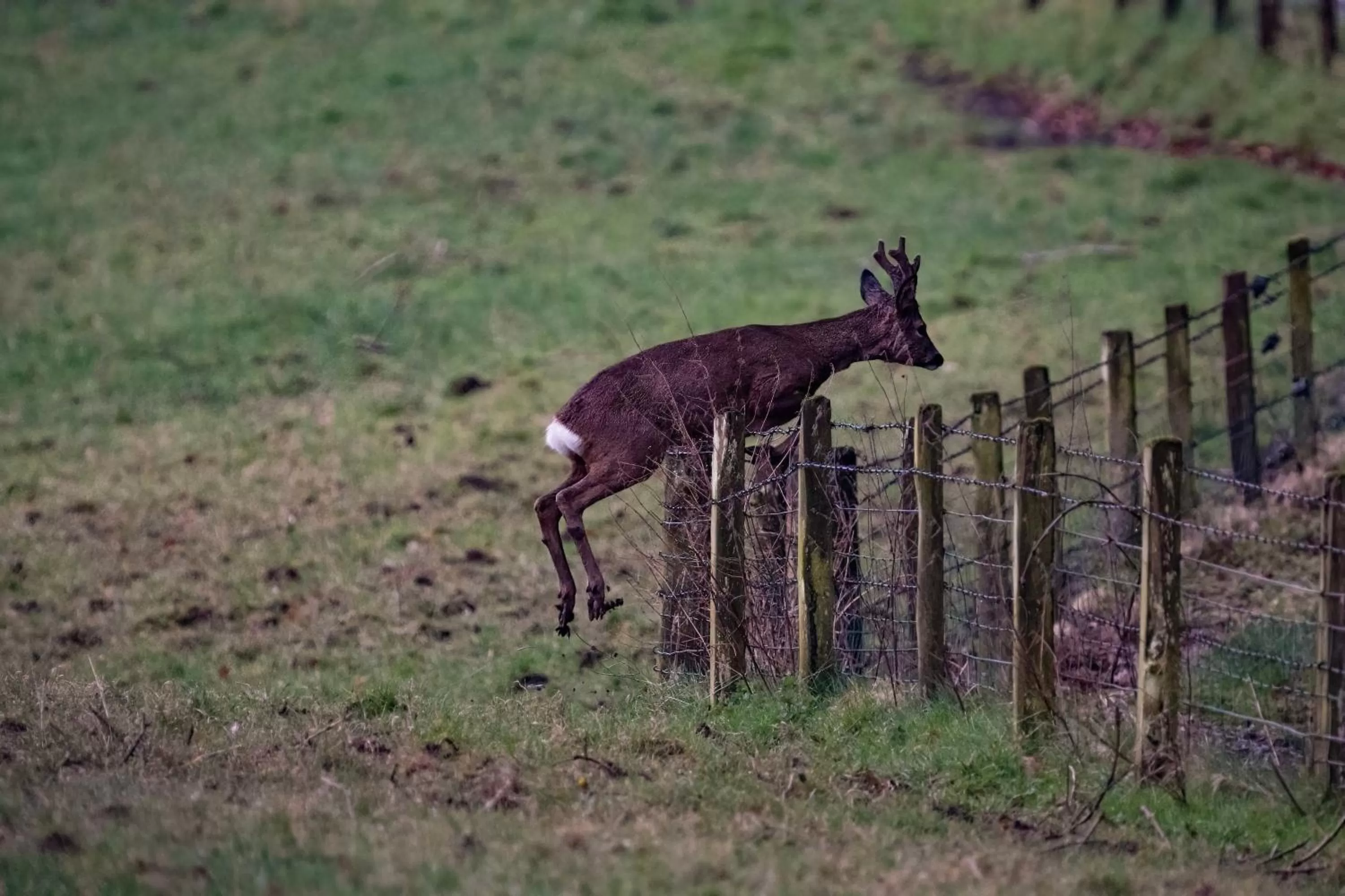 Animals, Other Animals in Retreat at The Knowe Auchincruive Estate