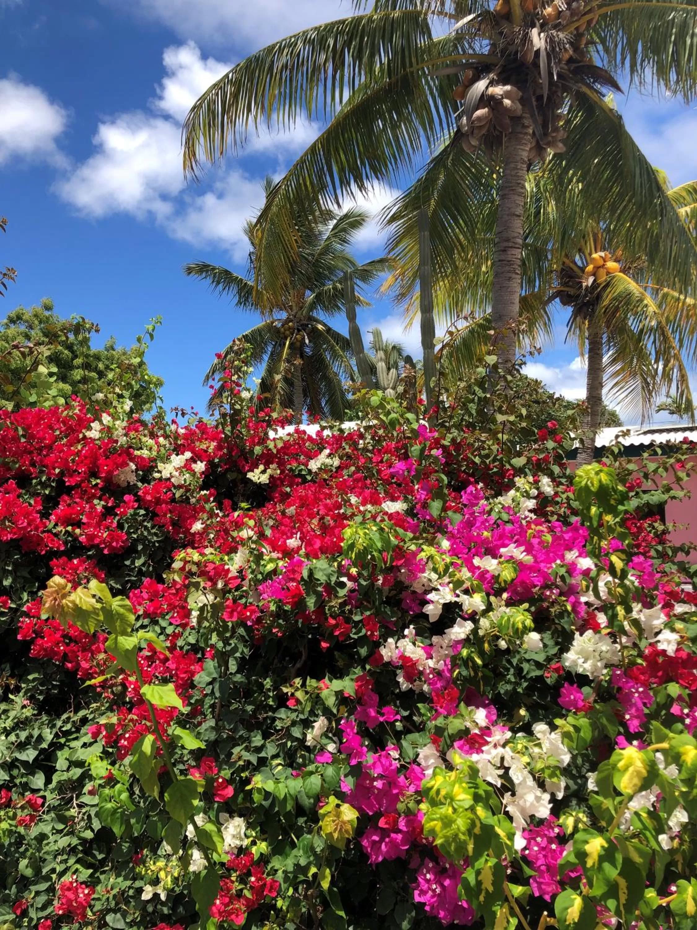 Garden in THUISHAVEN boutique mini-resort - fantastic garden and large pool - adults only