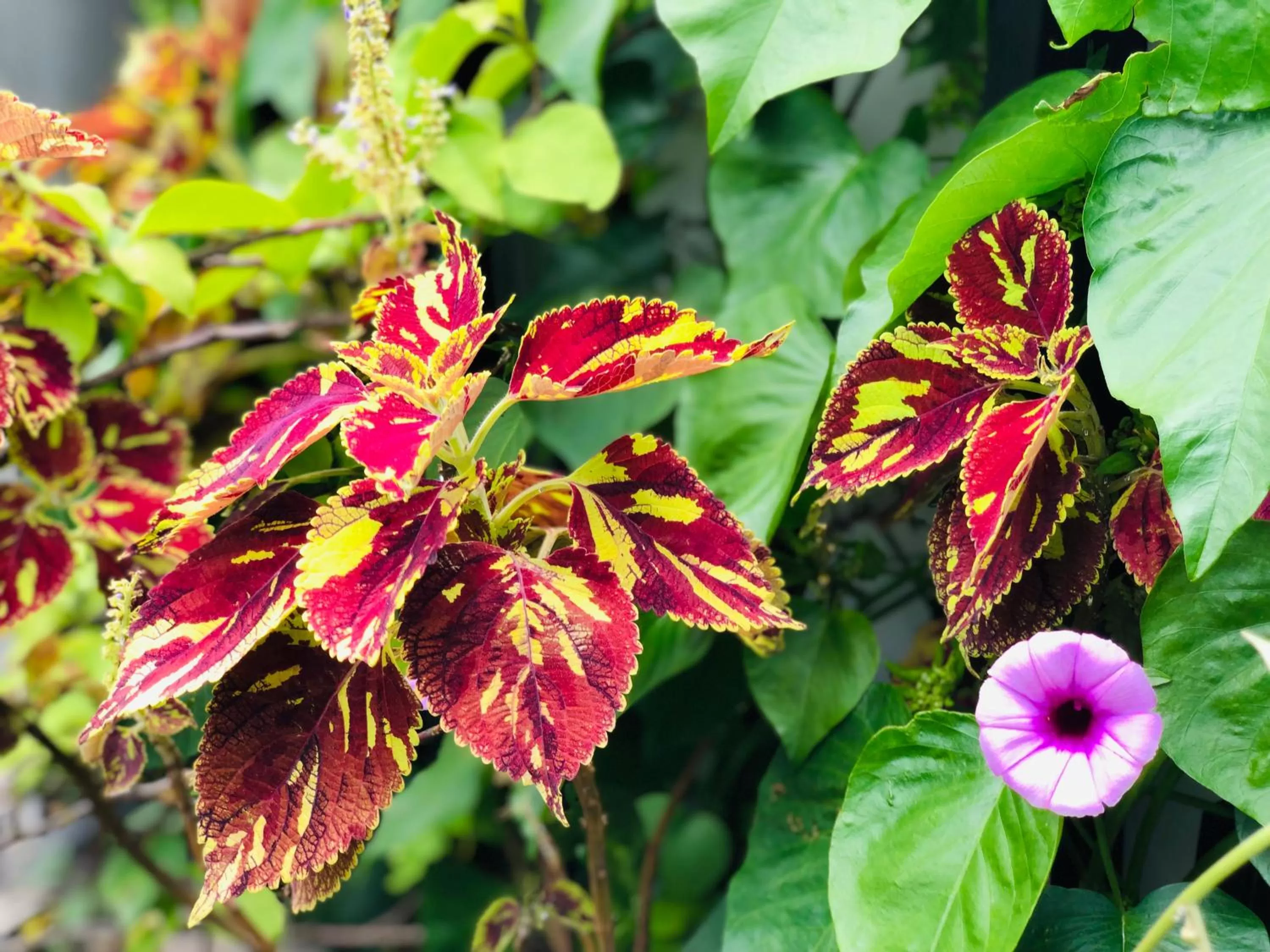 Garden in The Heaven's Villa Kandy