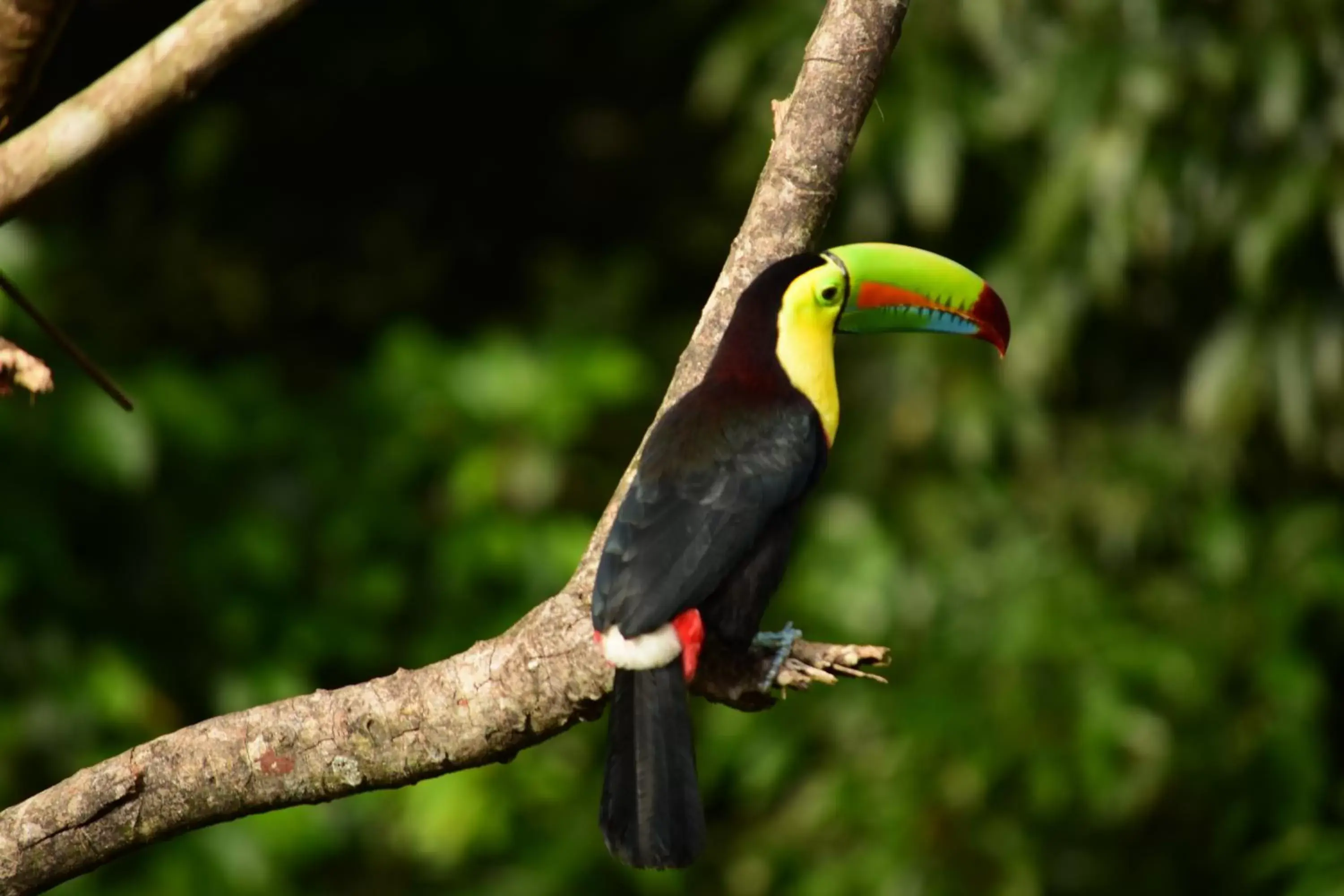 Animals, Other Animals in Cabañas del Rio