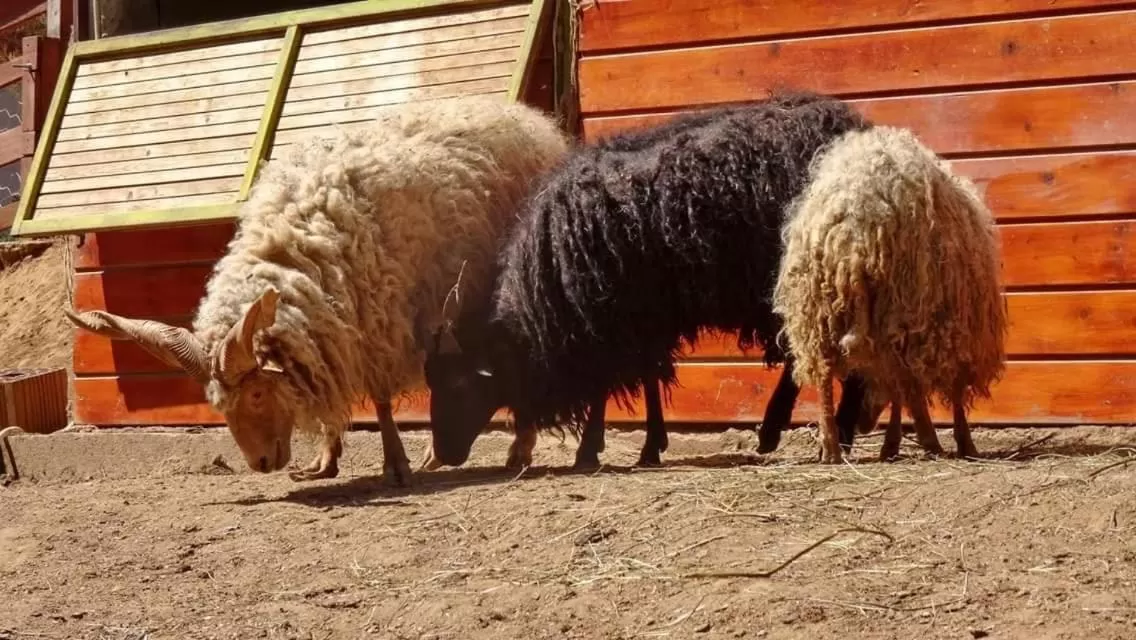 Etno selo Vile Jefimija, selo Preobrazenje, Vranje