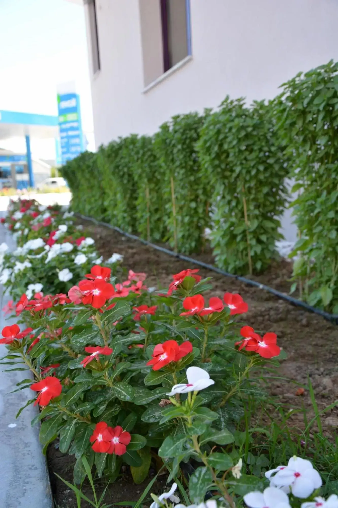 Garden in Avra Nafpliou