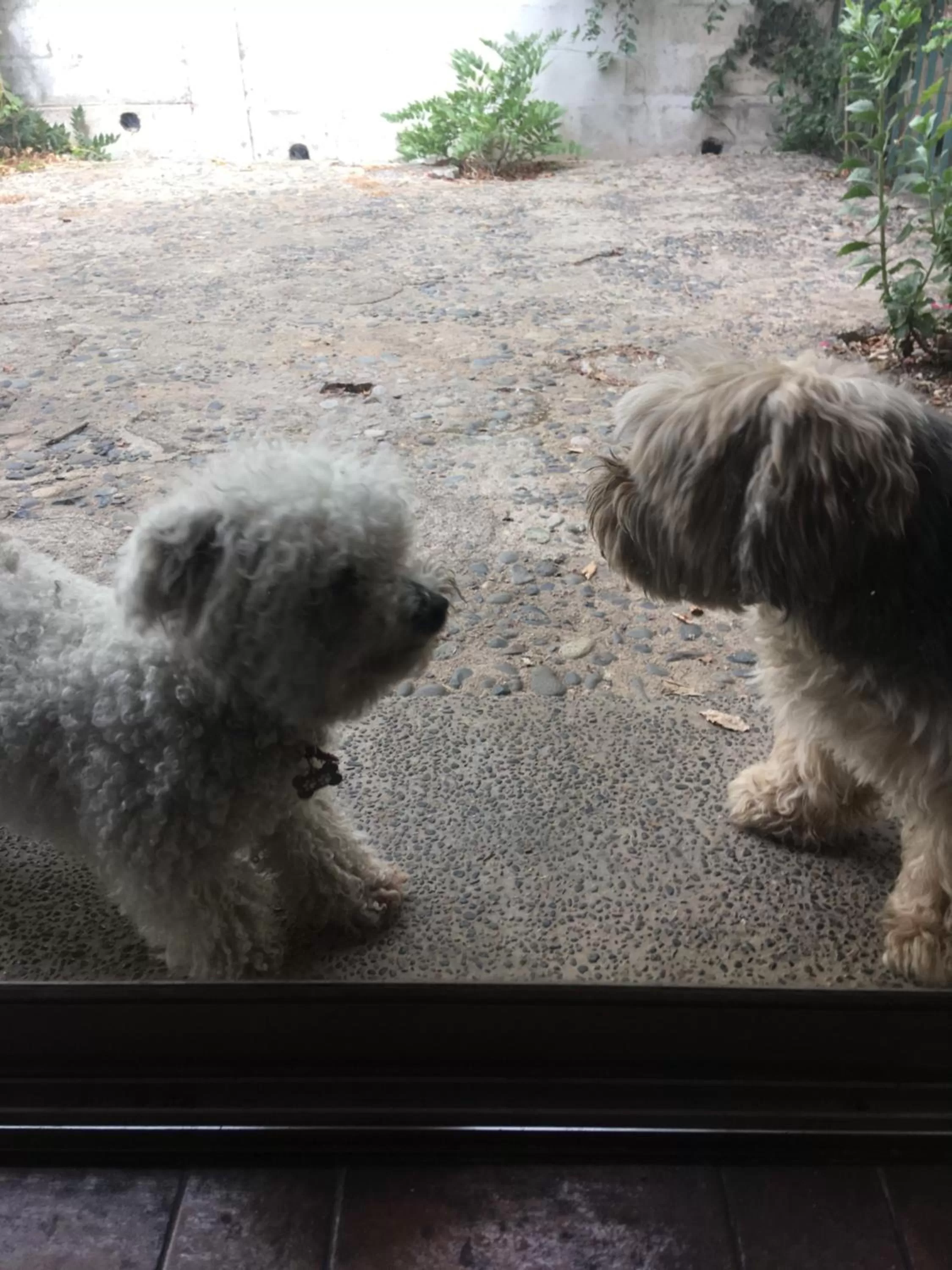 Pets in My Father's House Bed & Breakfast
