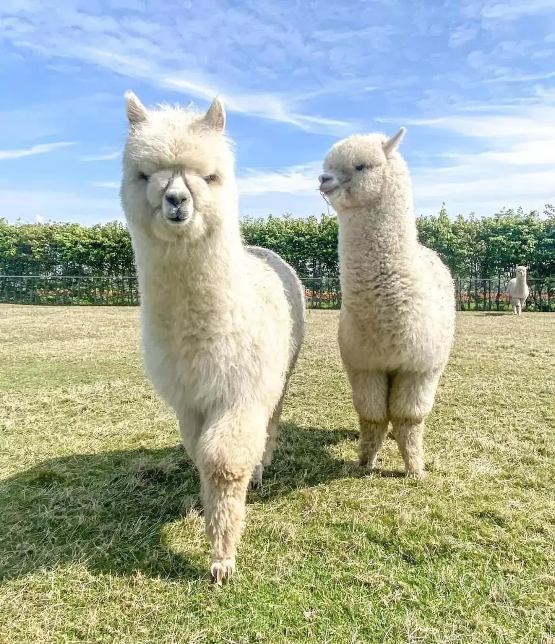 Other Animals in B&B De Raamberg