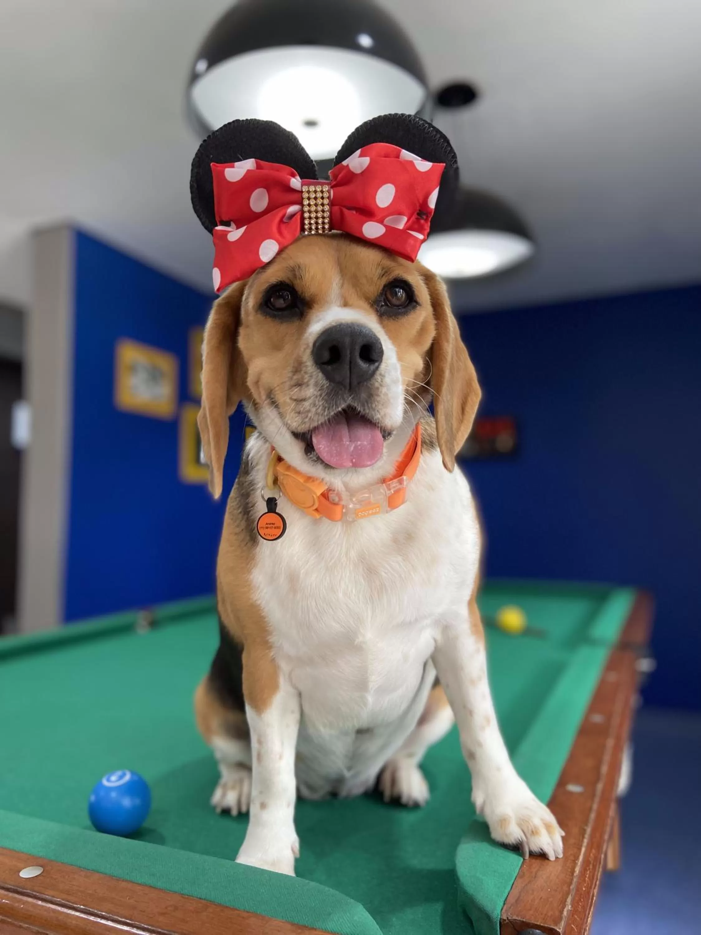 Pets in Novotel Sao Jose dos Campos