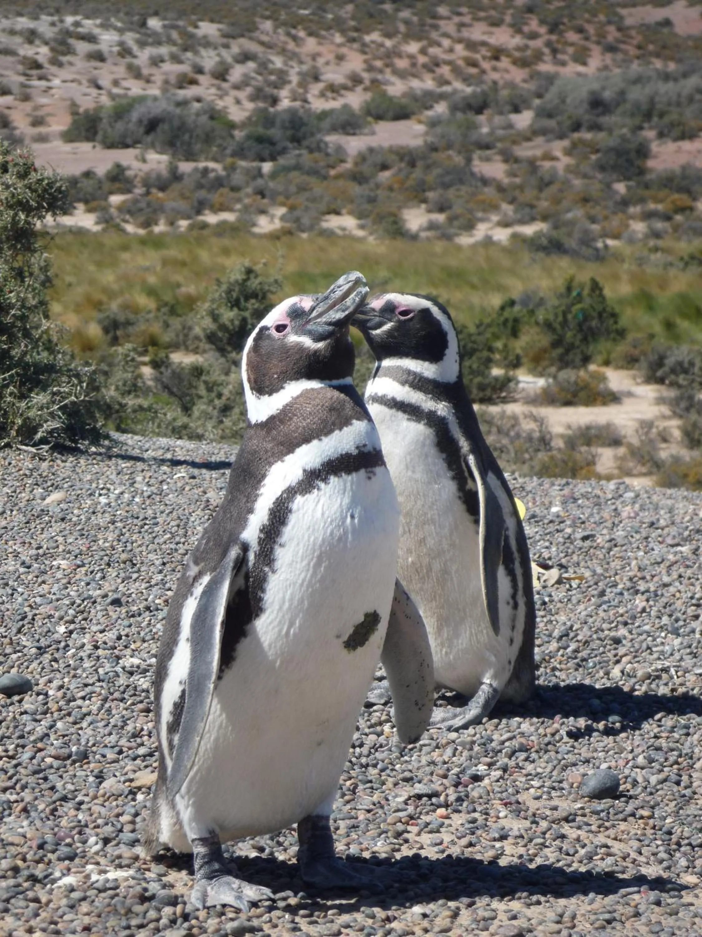 Day, Other Animals in Hotel Rayentray Trelew