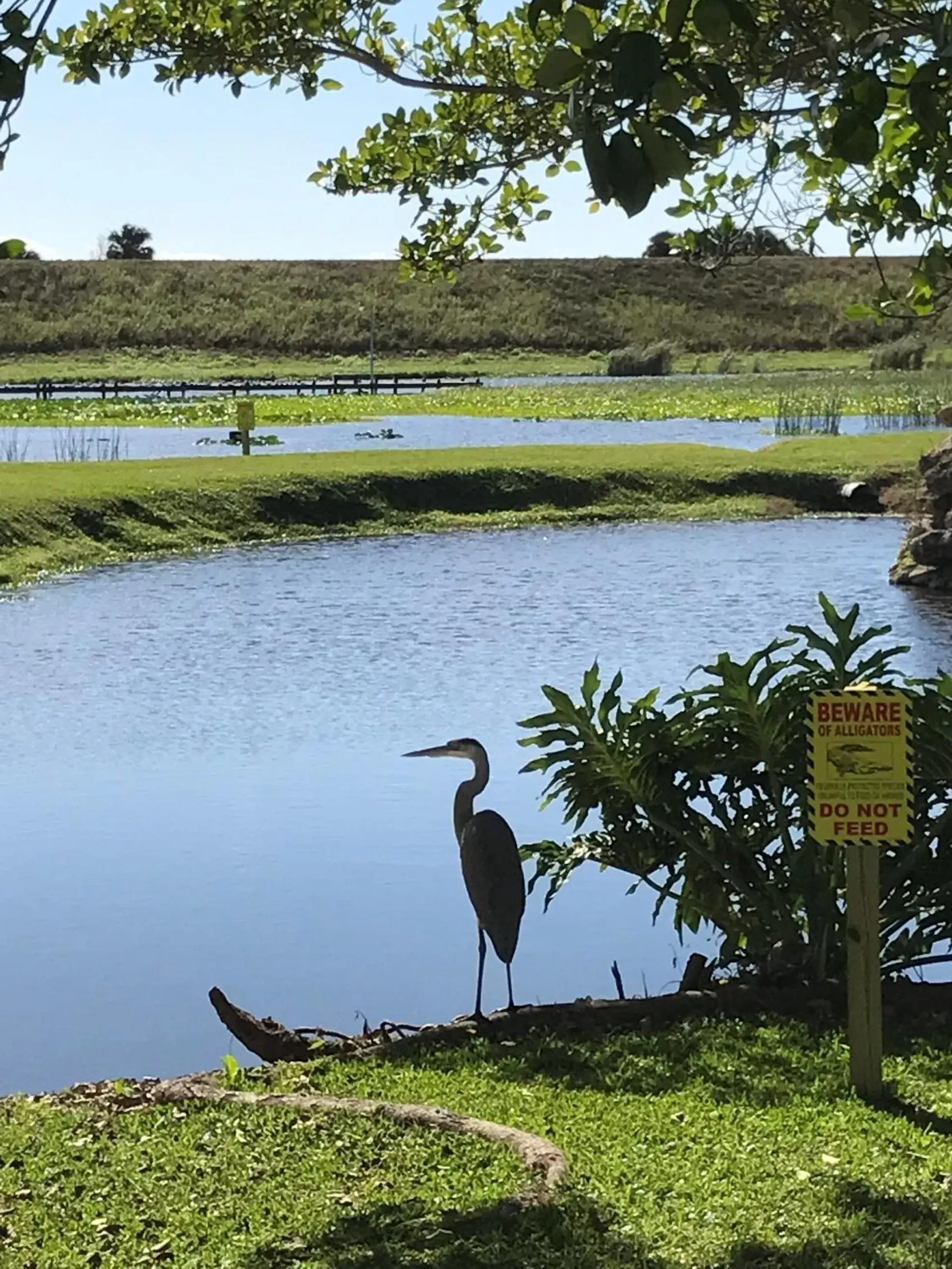 Other, Other Animals in Days Inn & Suites by Wyndham Lake Okeechobee