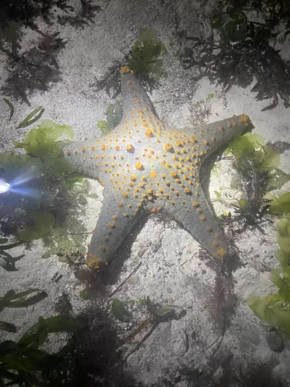 Natural landscape, Other Animals in MaNa Nungwi