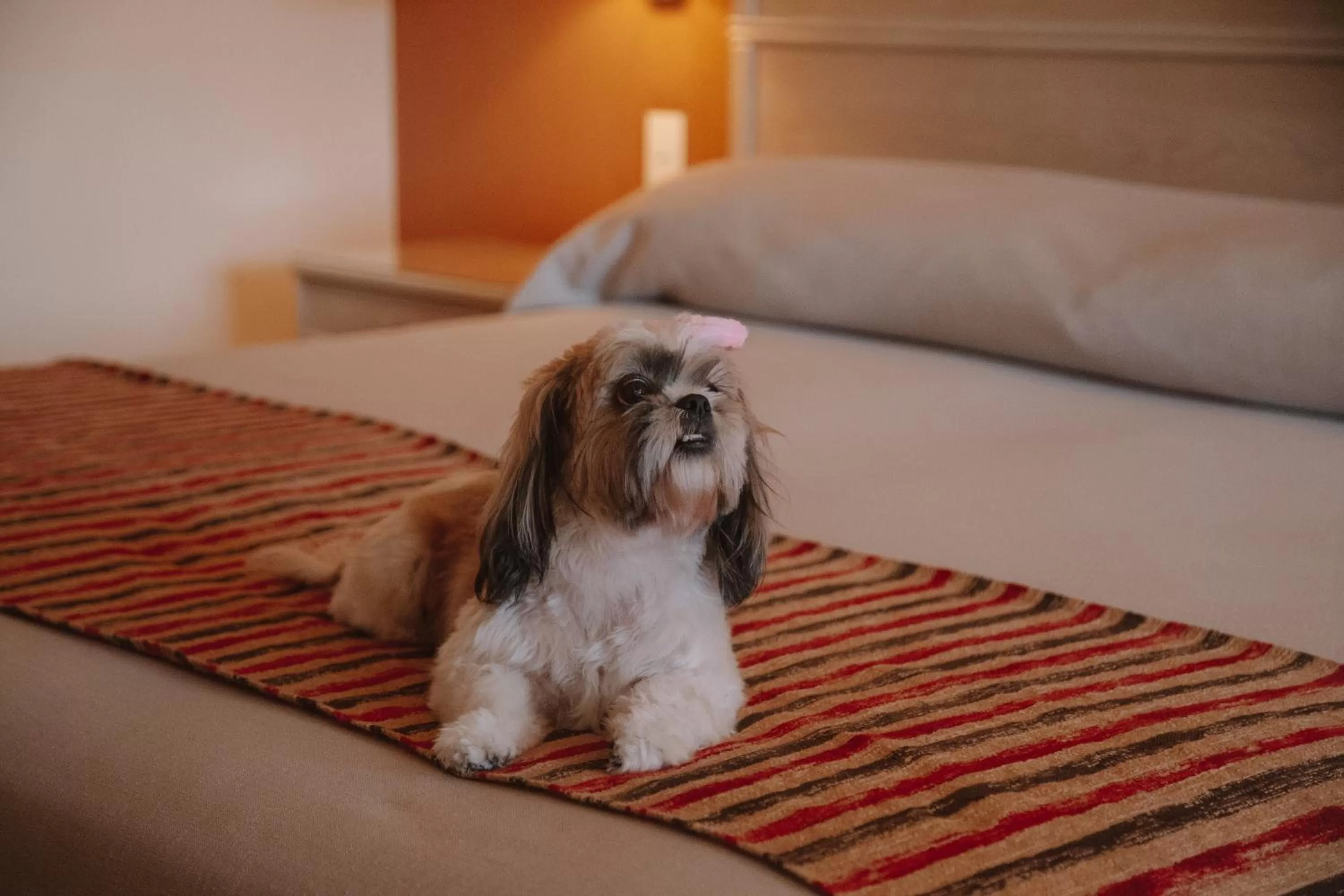 Pets, Bed in Casa Real Hotel