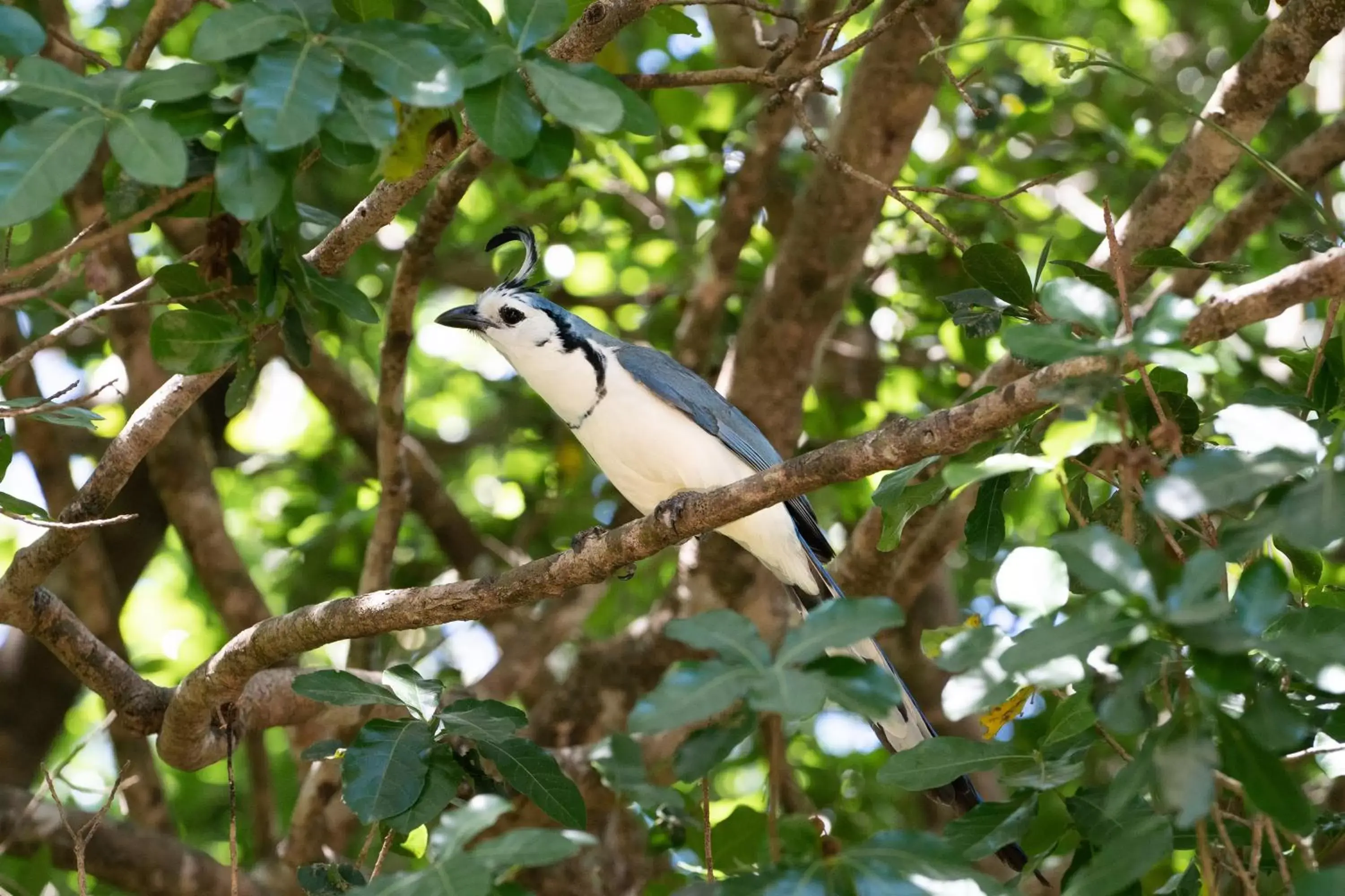 Other Animals in Antema Lodge Secteur Tamarindo, piscine, yoga, gym, jungle et paix