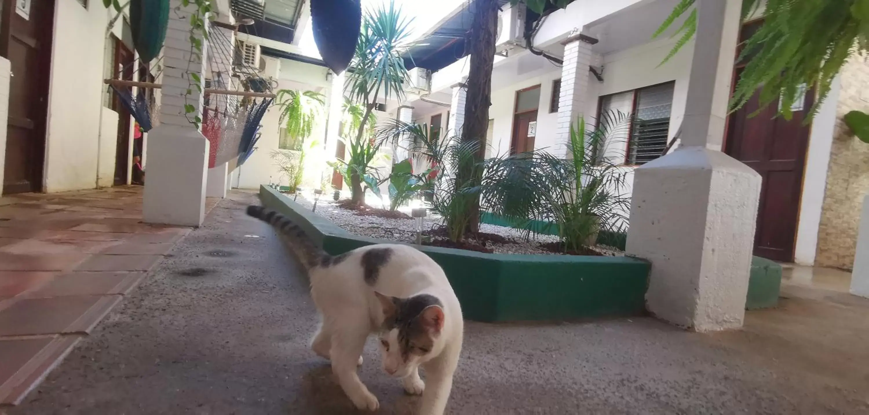 Pets in Hotel Aldea Pura Vida
