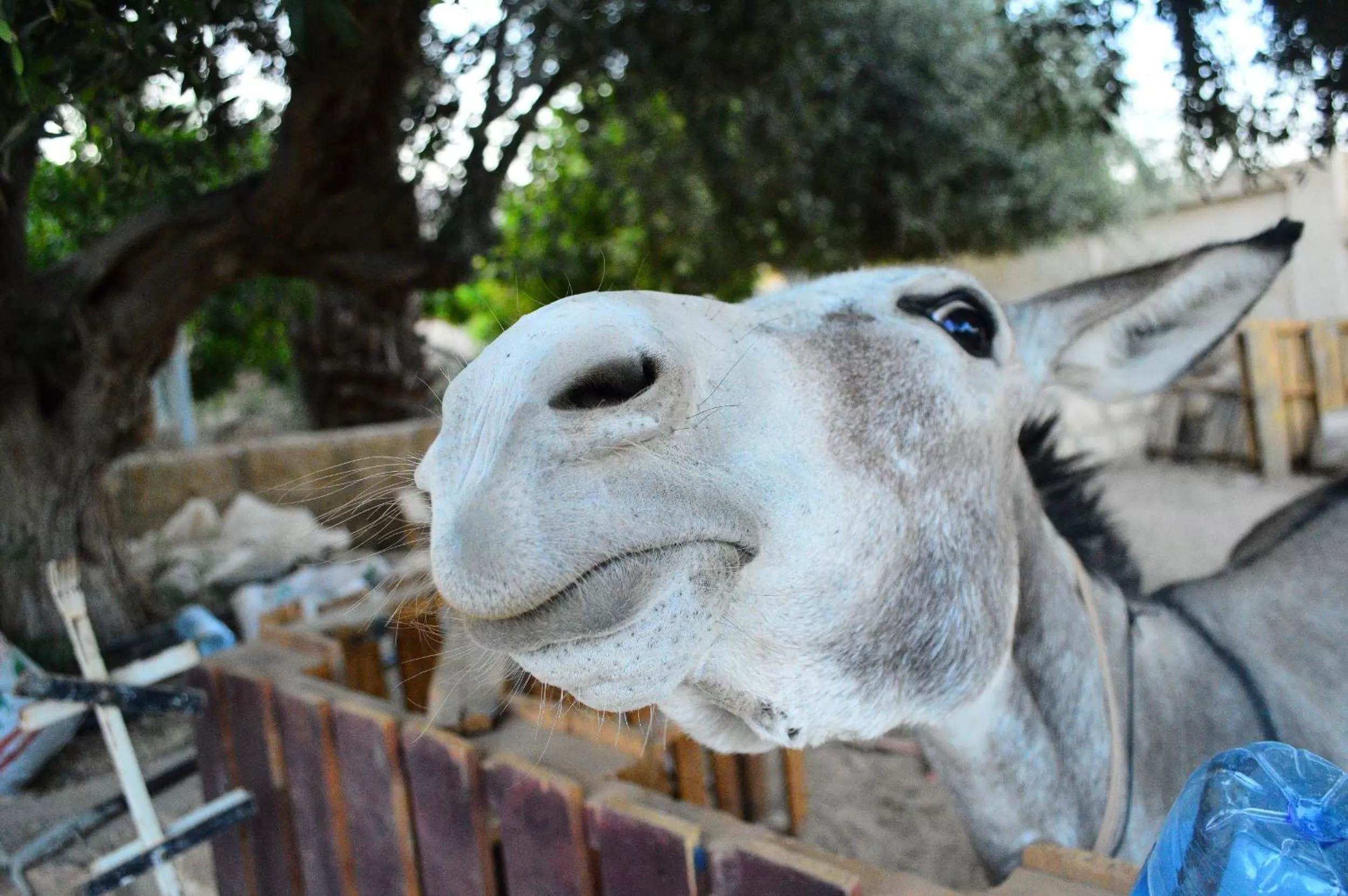 Garden in Auberg-Inn Guesthouse