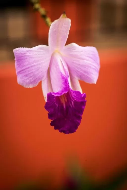 Garden in Hotel Vista del Cerro
