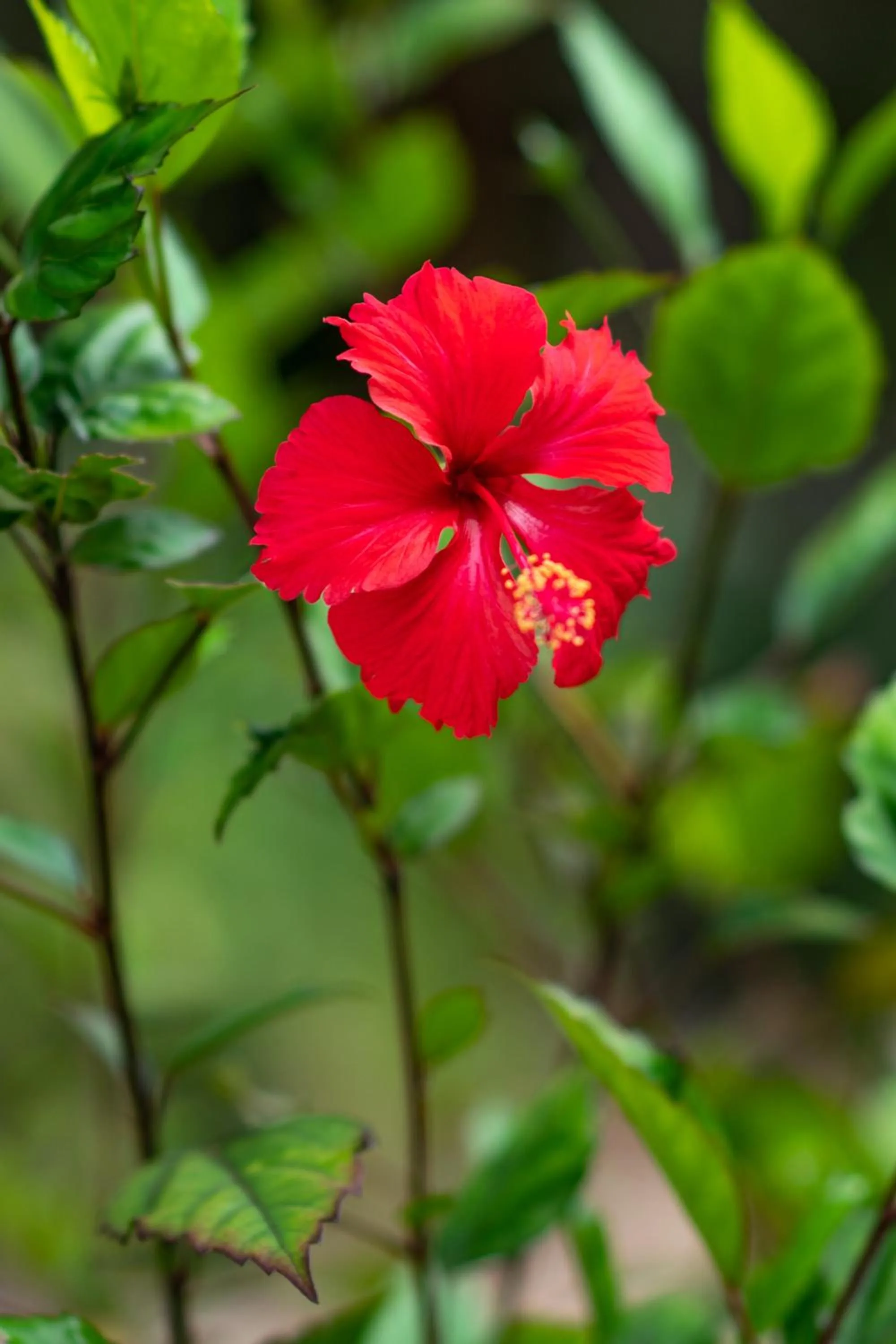 Garden in Hakuna Majiwe Beach Lodge