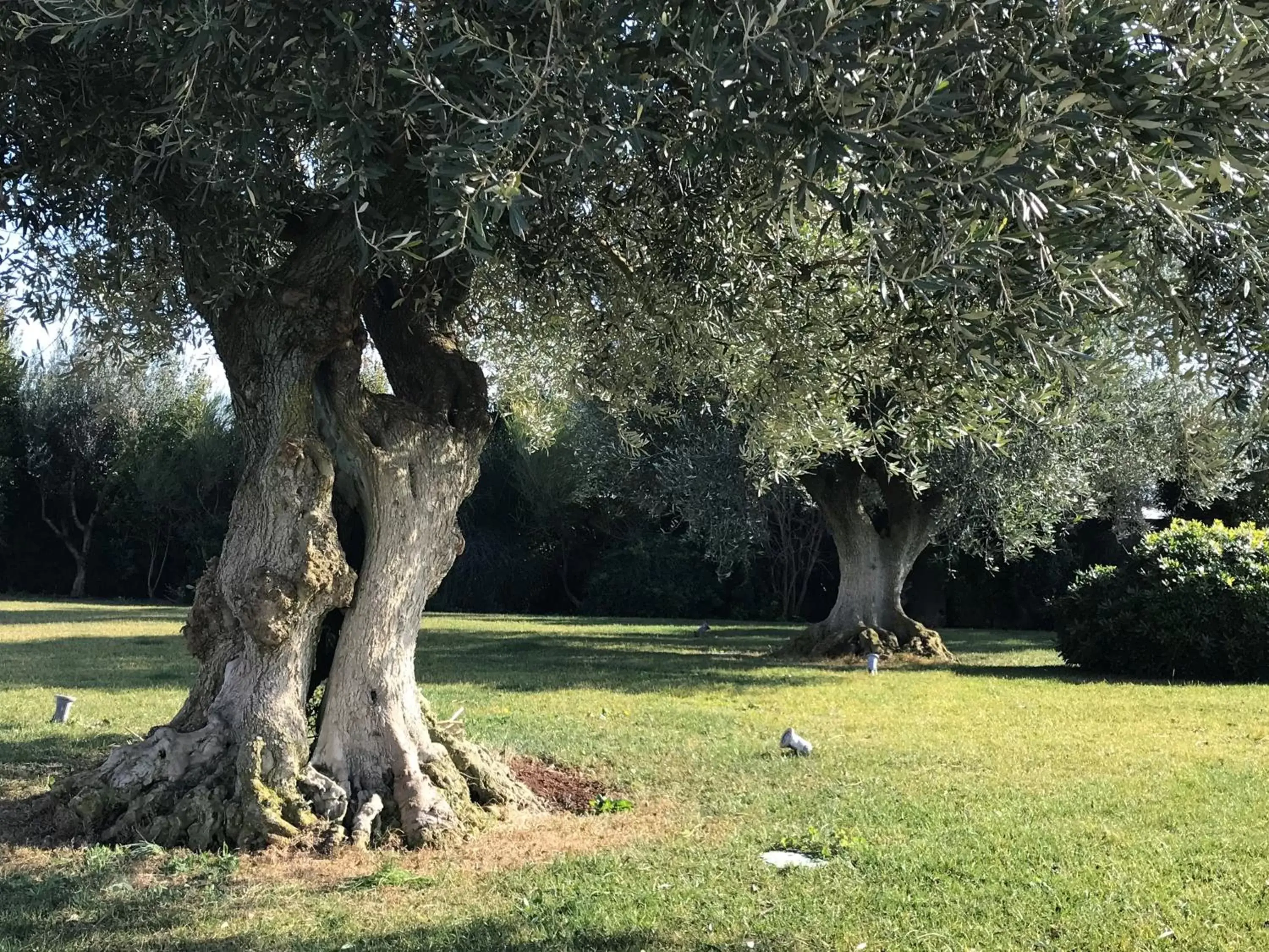 Garden in Relais Masseria della Colomba - Agriturismo