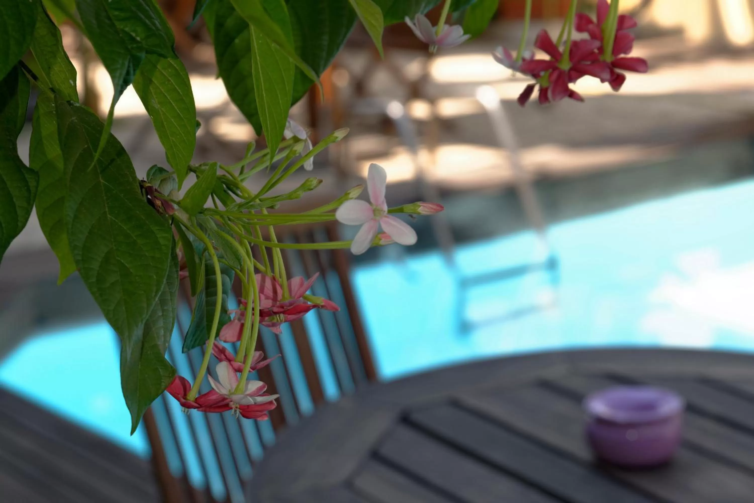 Garden view in Hôtel Restaurant Coco Lodge Majunga