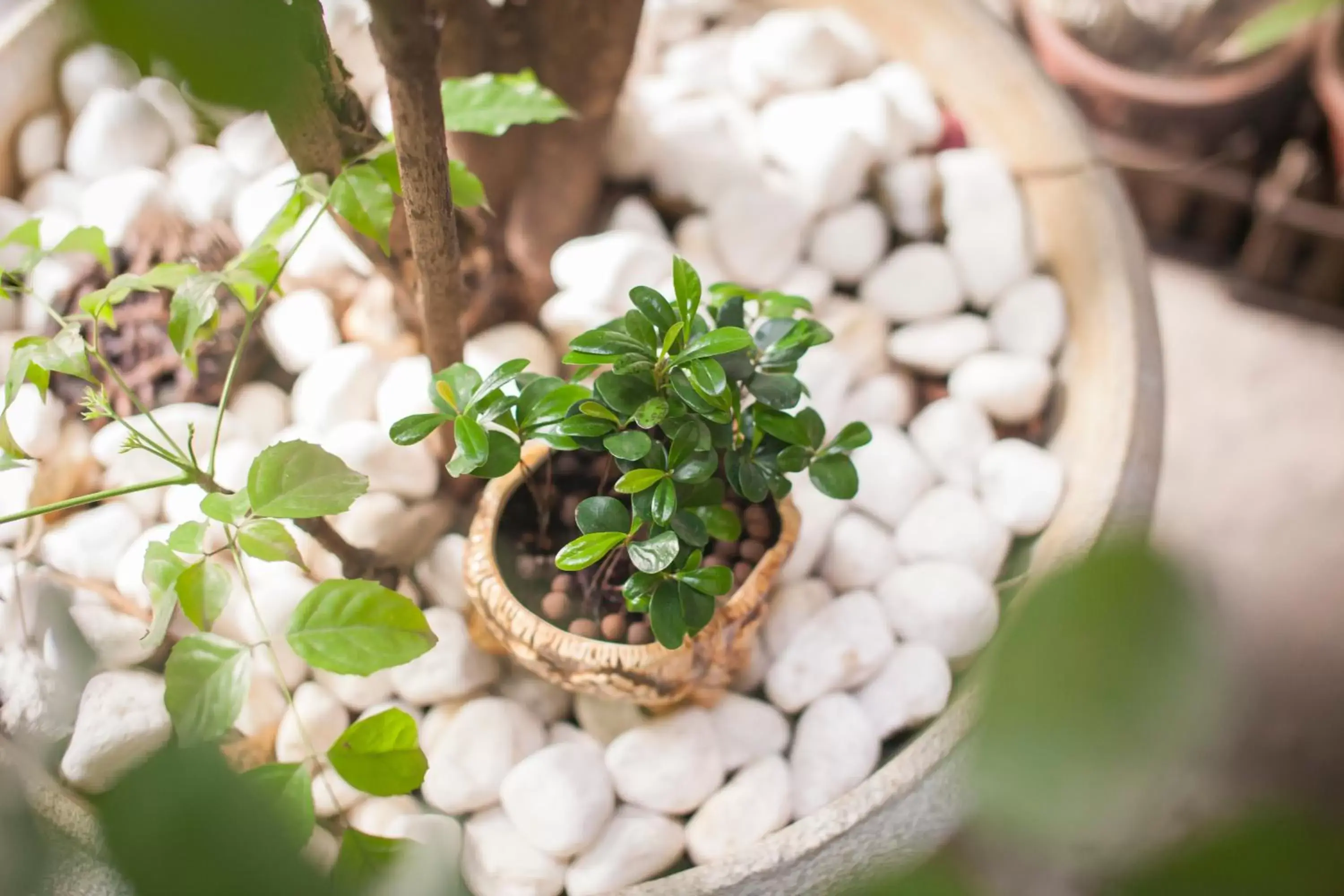 Garden in Wholesome Hotel