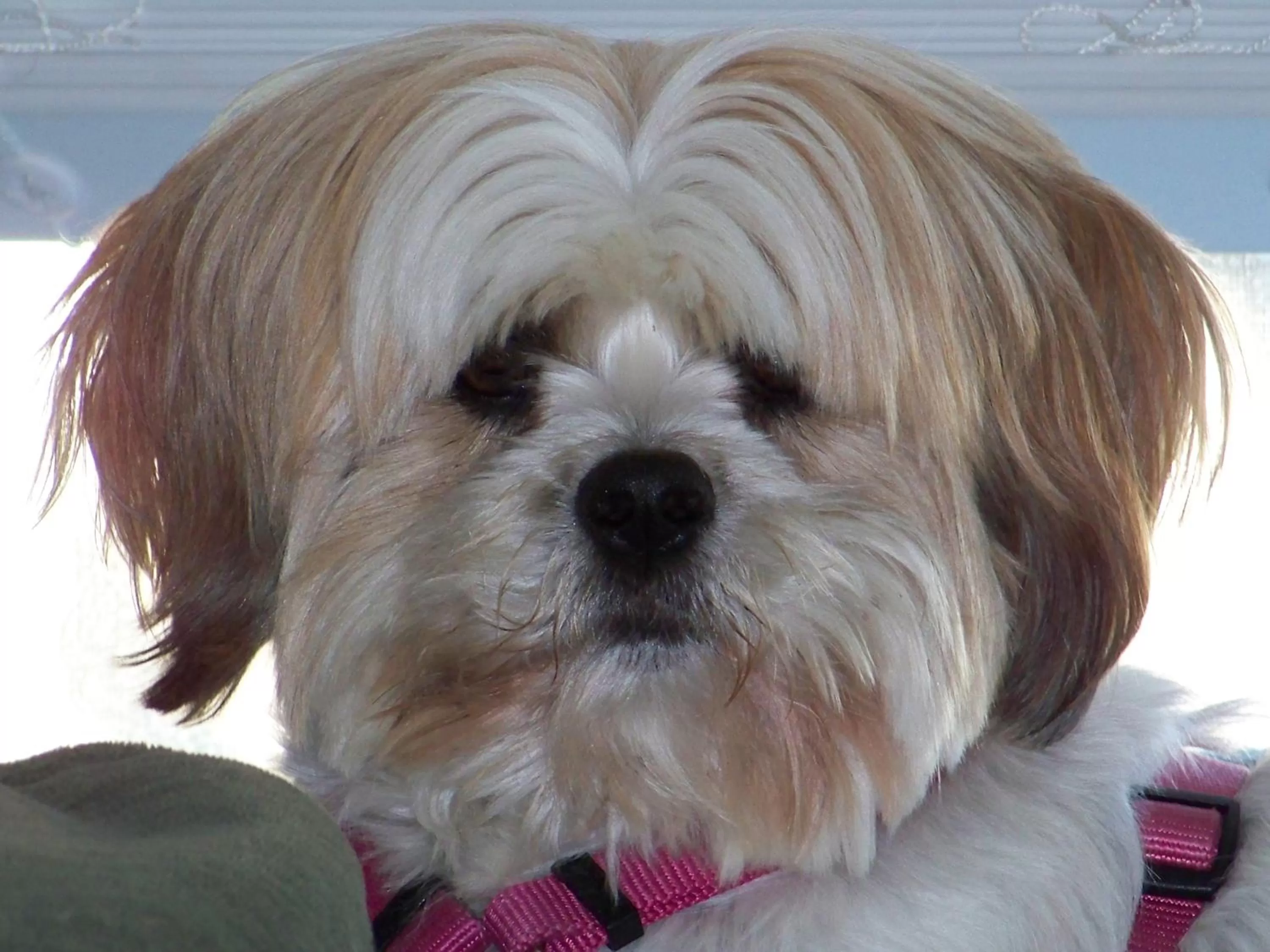 Pets in Hotel Faubourg Montreal Centre-Ville Downtown