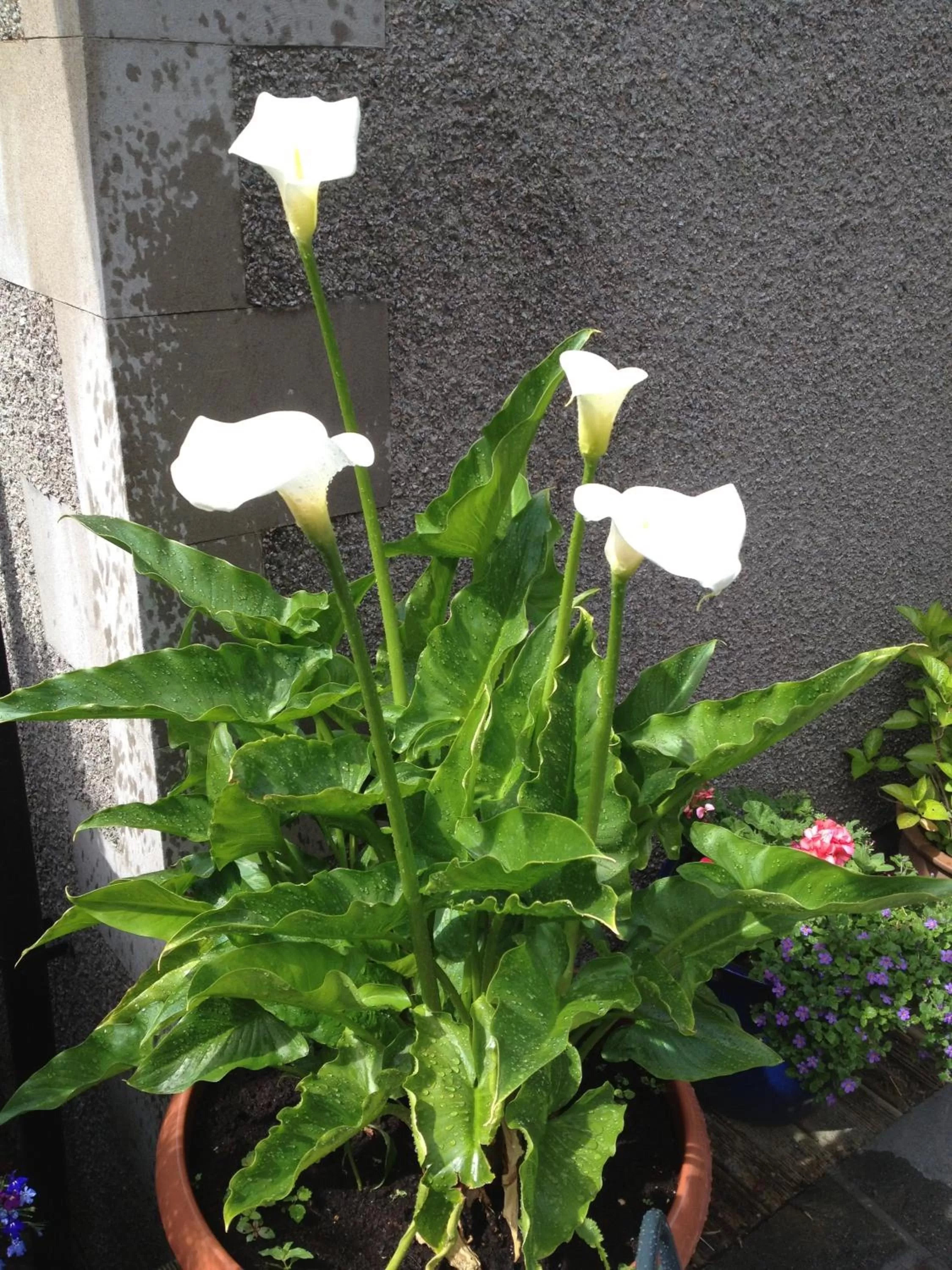 Facade/entrance in Rosehill Guest House
