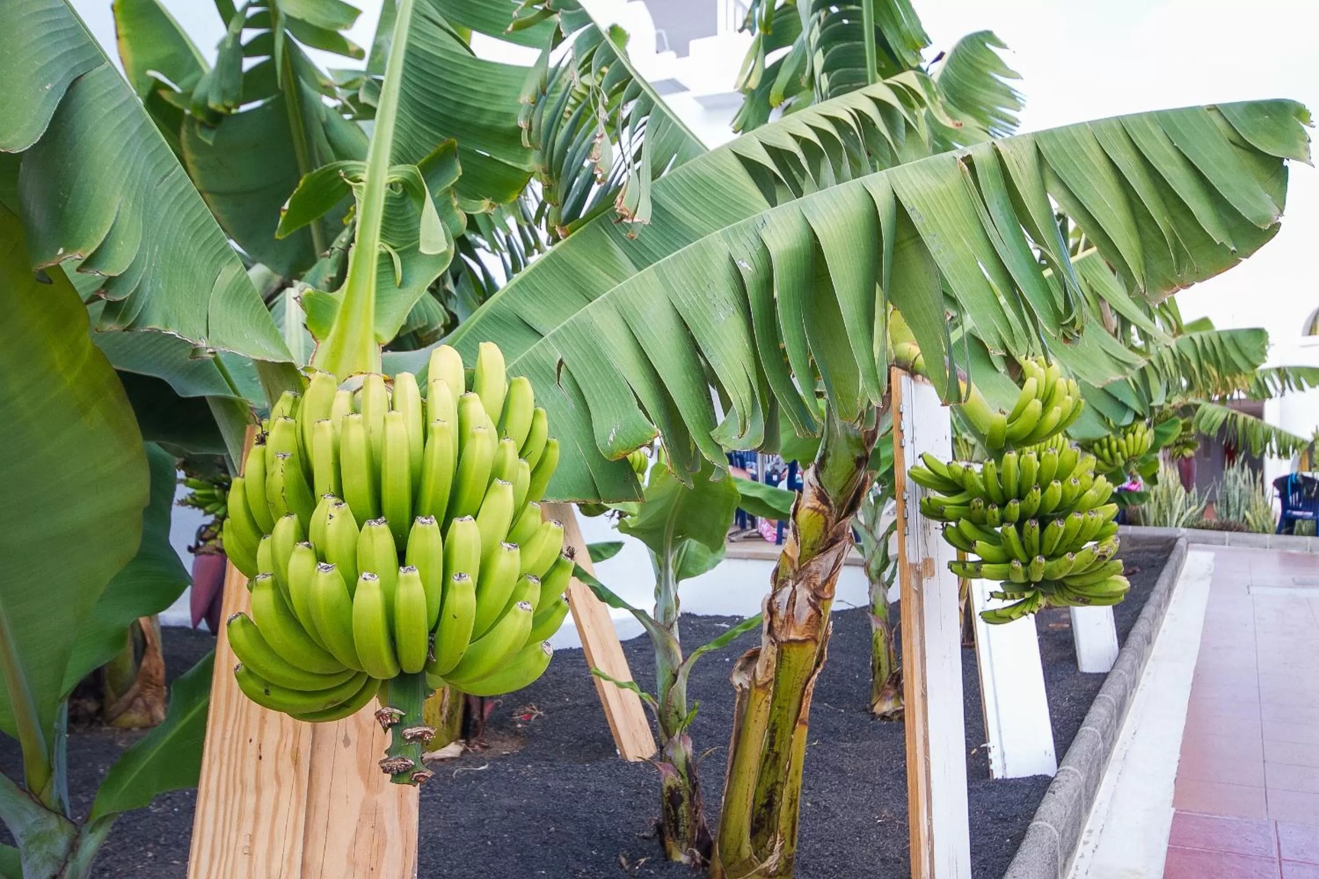 Garden in Hotel Floresta