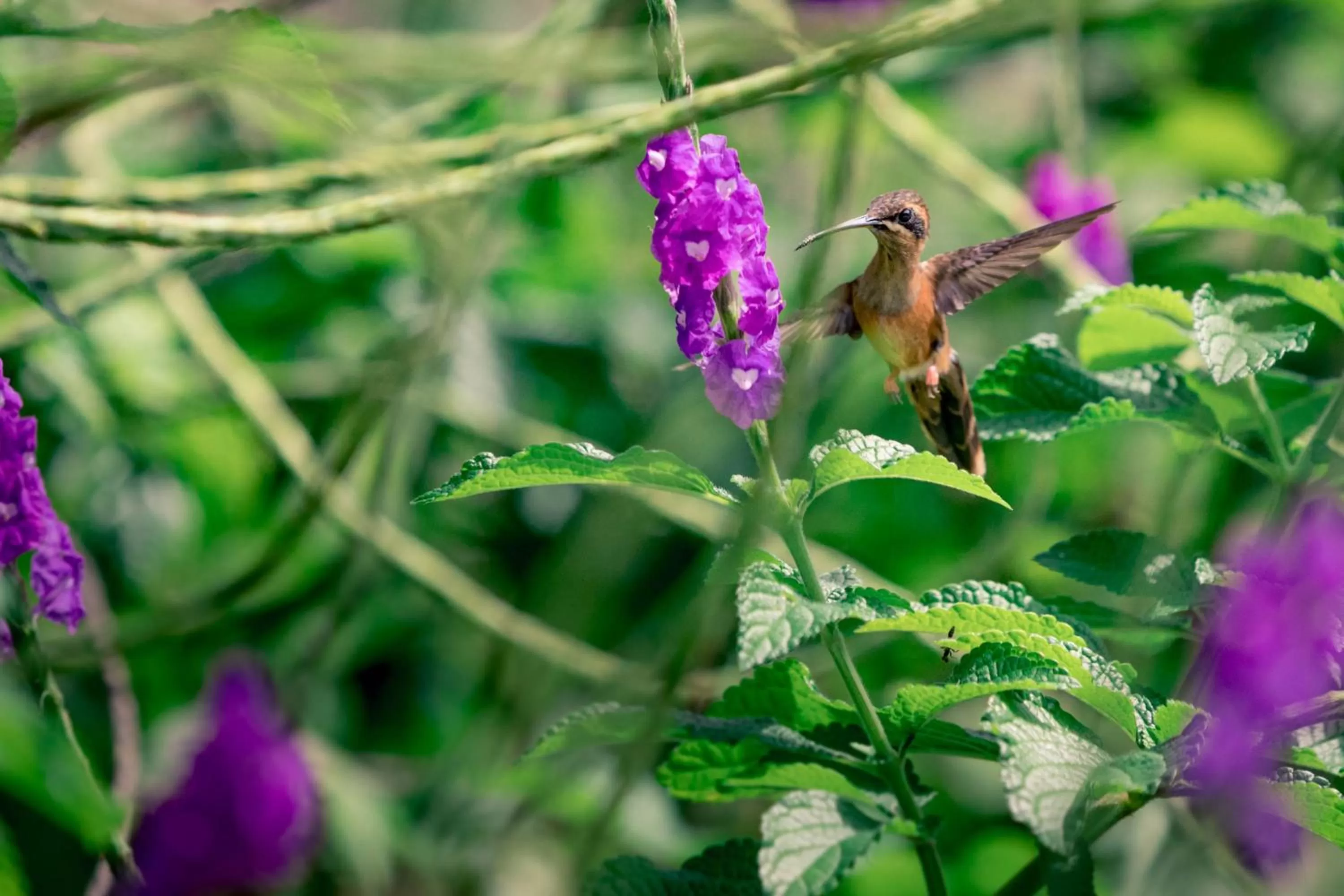 Animals in The Hummingbird