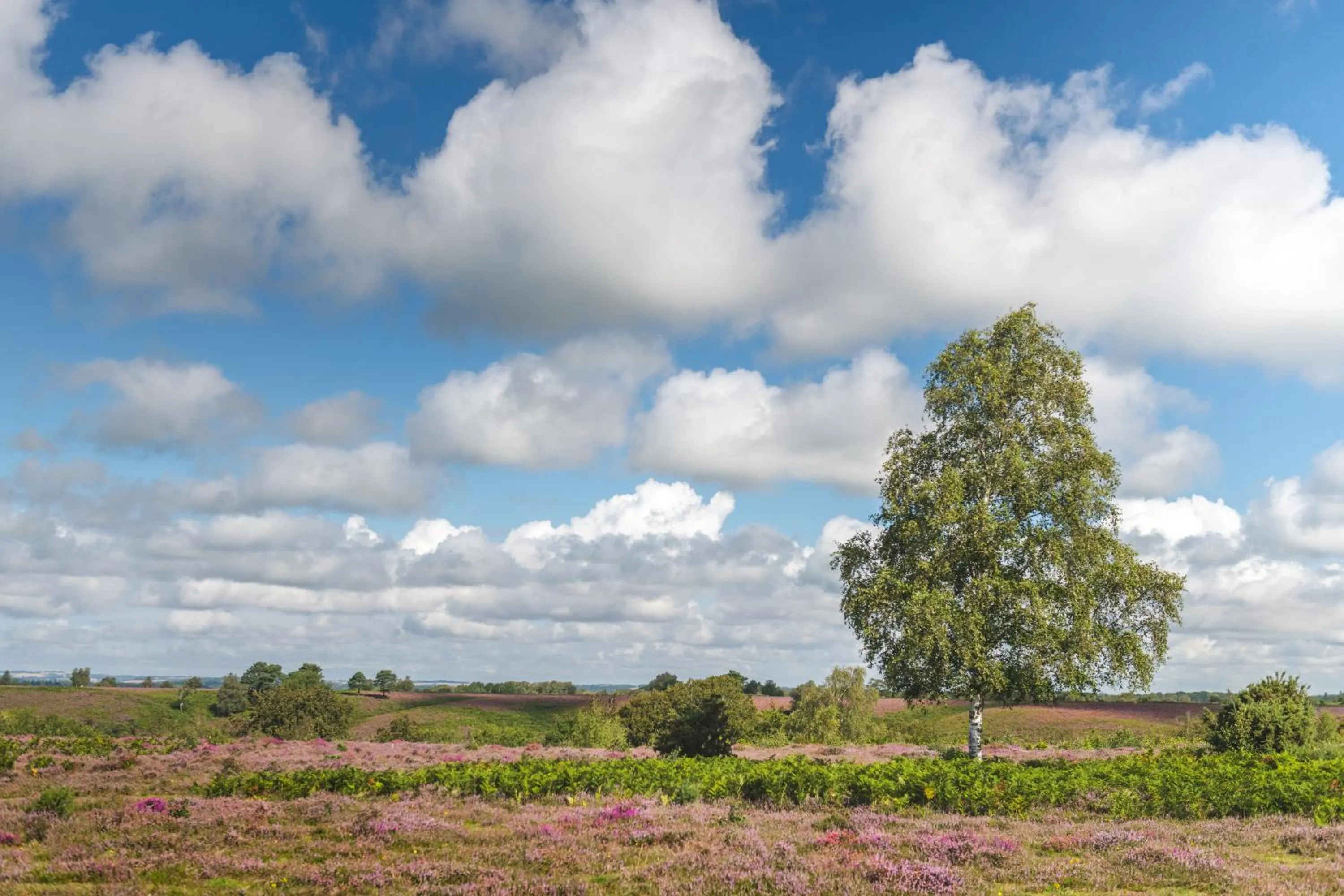 Other in Burley Manor