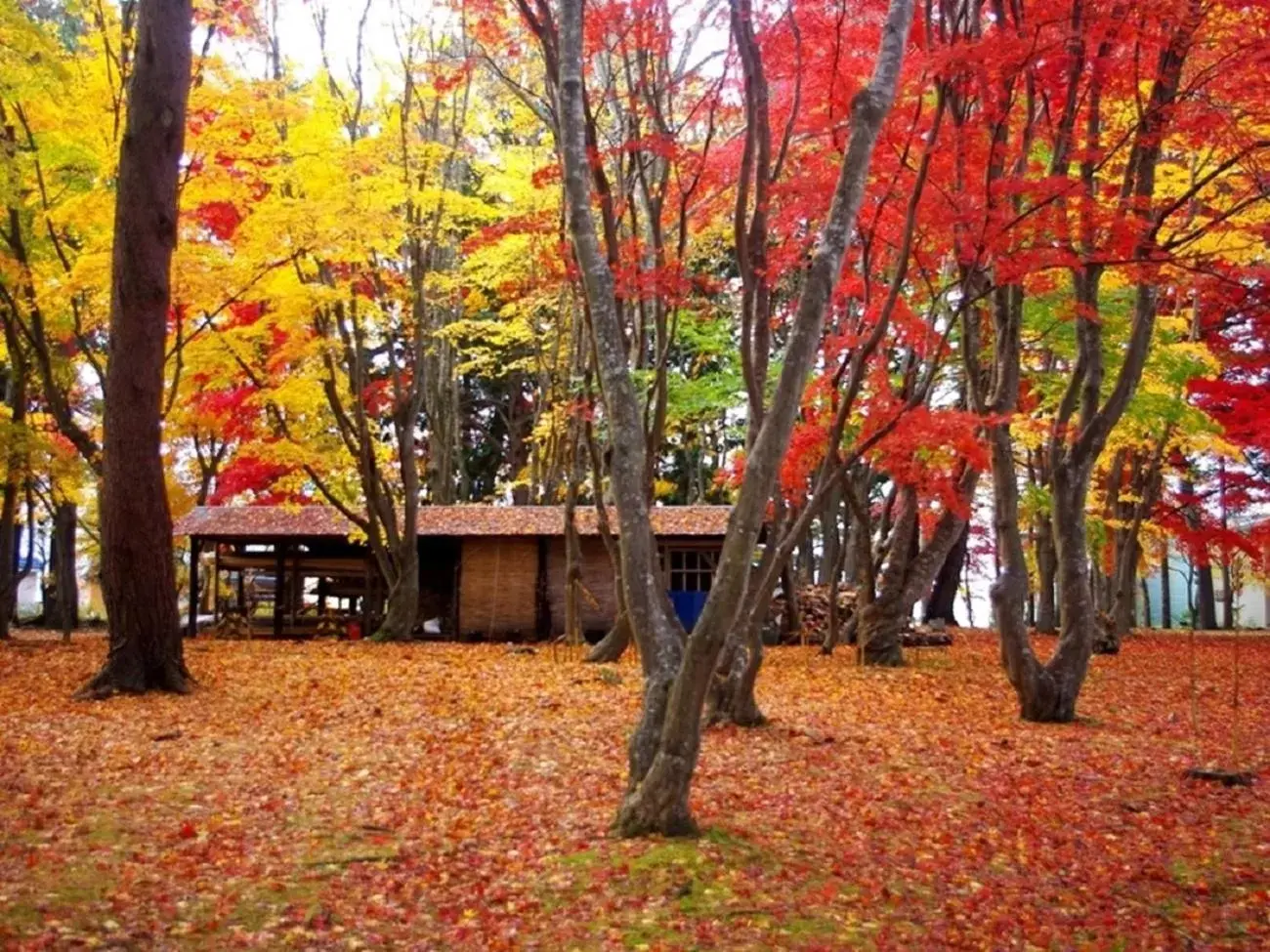 Nearby landmark, Garden in Smile Hotel Premium Hakodate Goryokaku