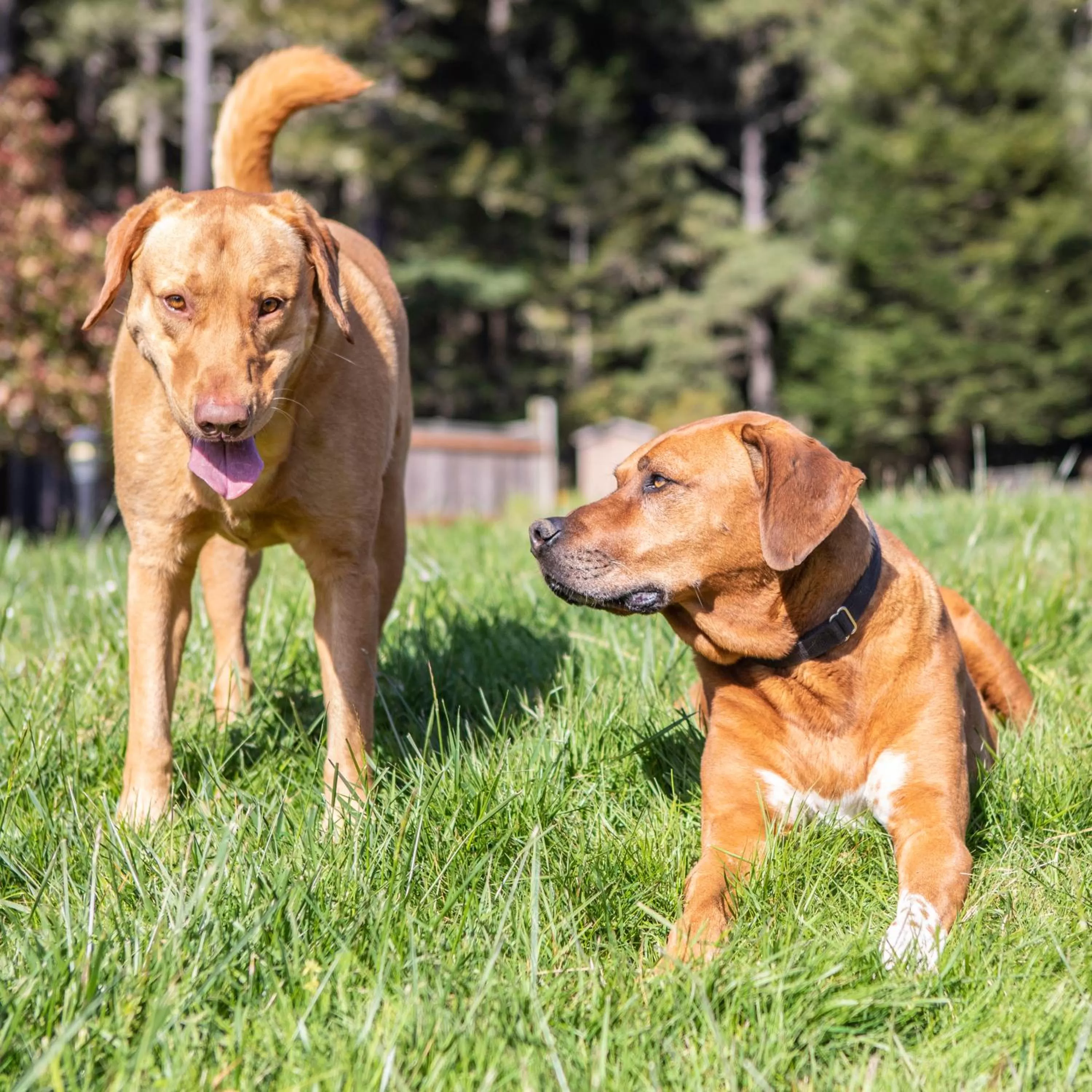 Pets in Inn at Schoolhouse Creek