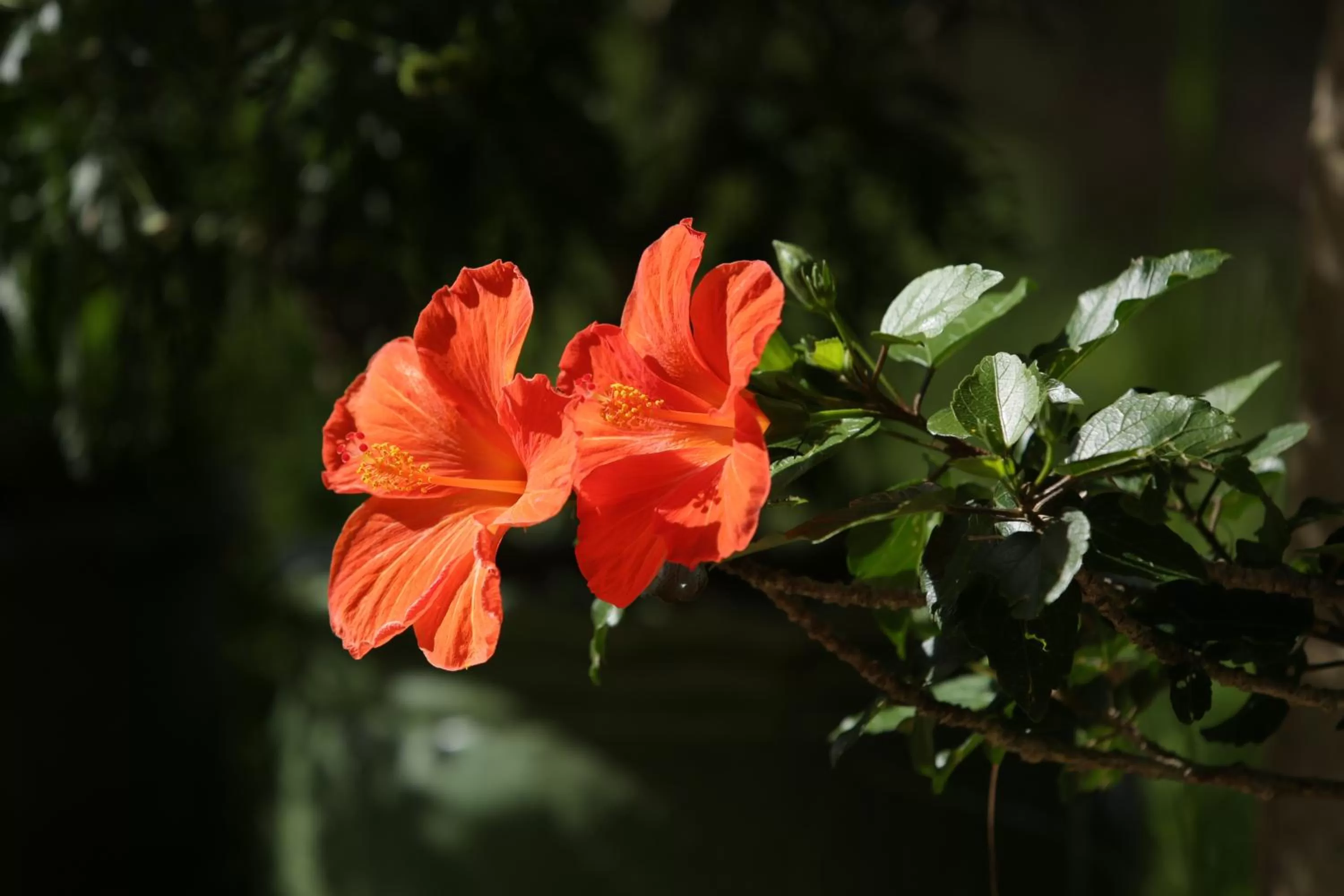 Garden in Starview Villa Dalat