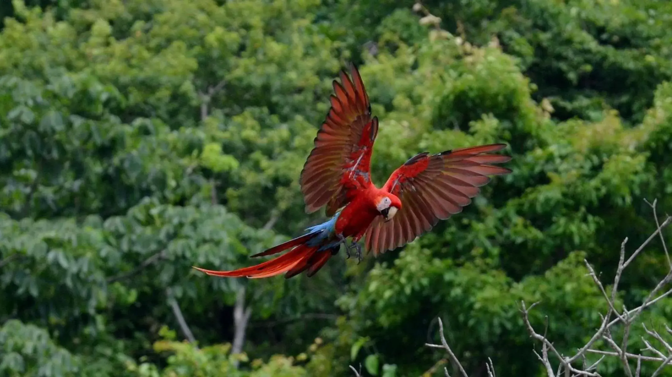 Animals, Other Animals in Costa Rica Surf Camp by SUPERbrand