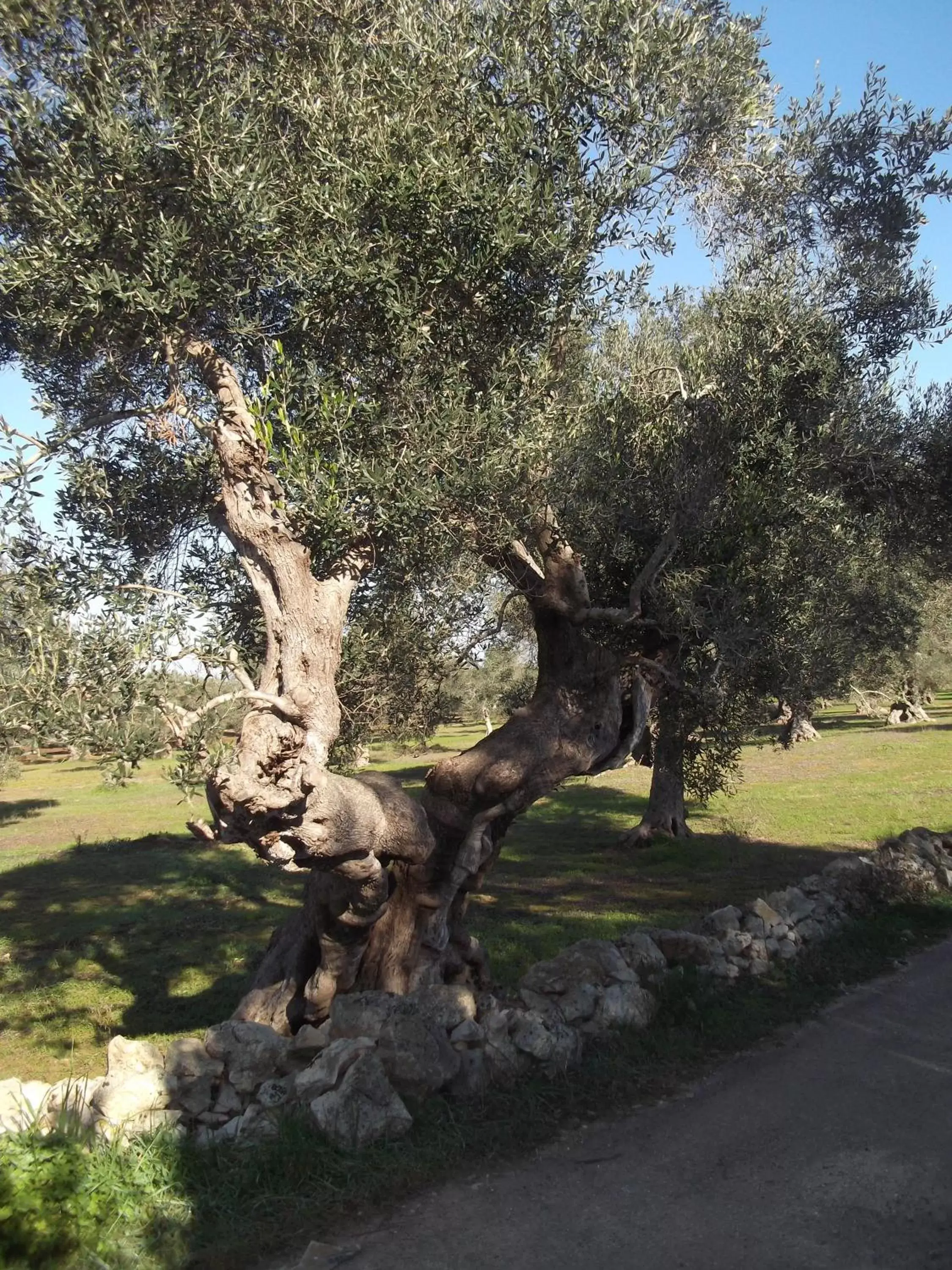 Garden in B&B La Corte