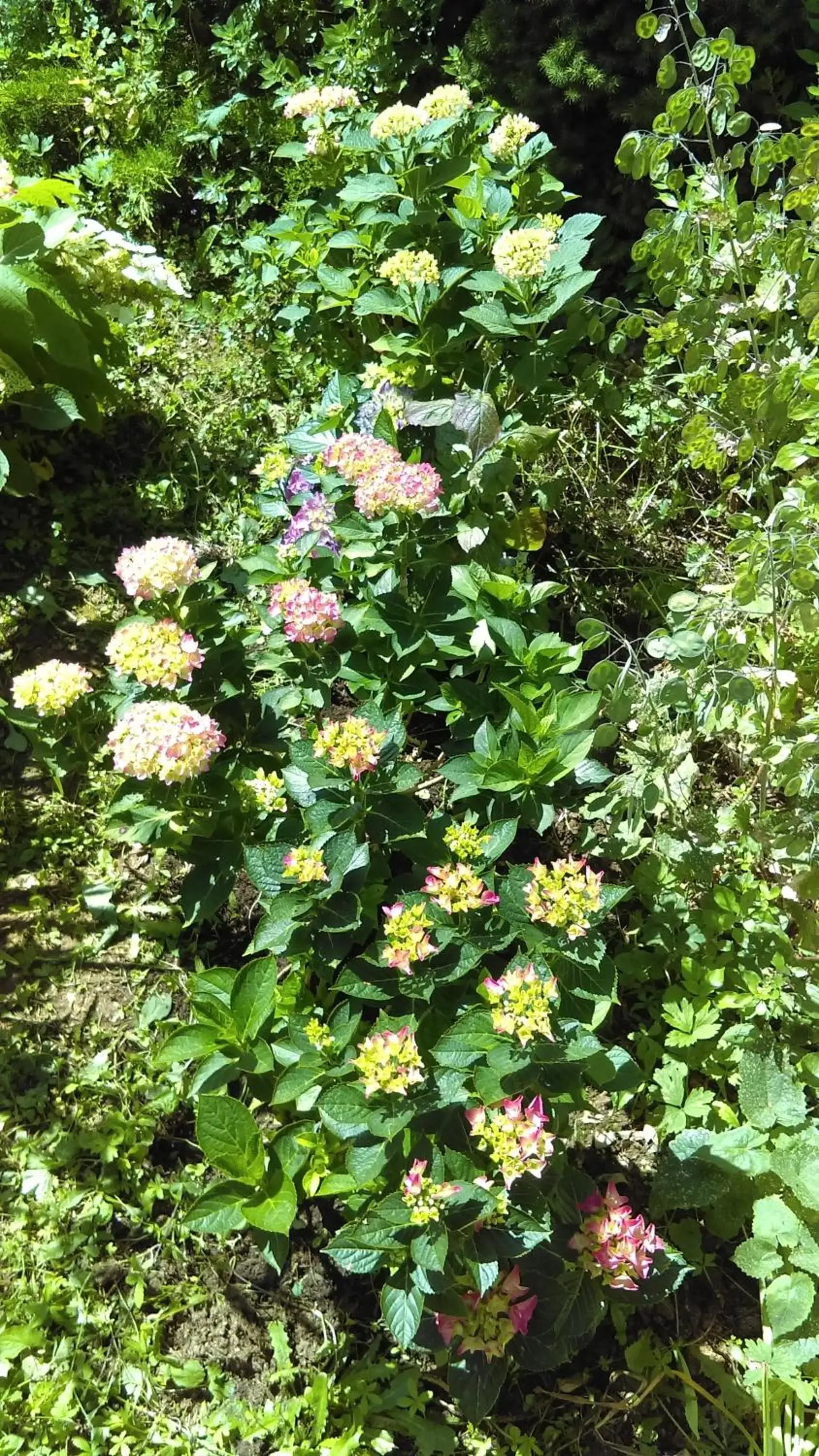 Garden in Les 3 roses