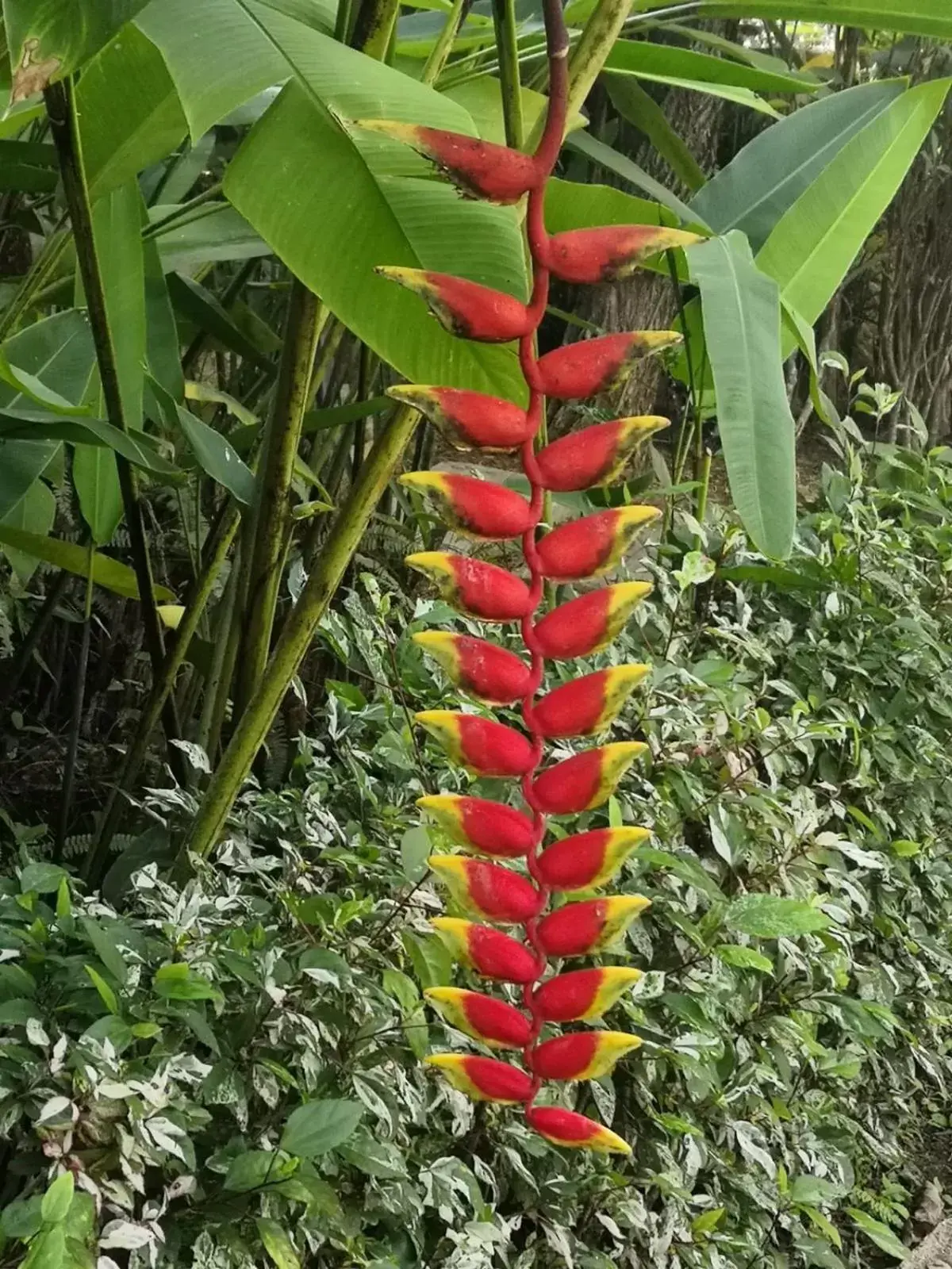 Garden in Pura Vida Pai Resort